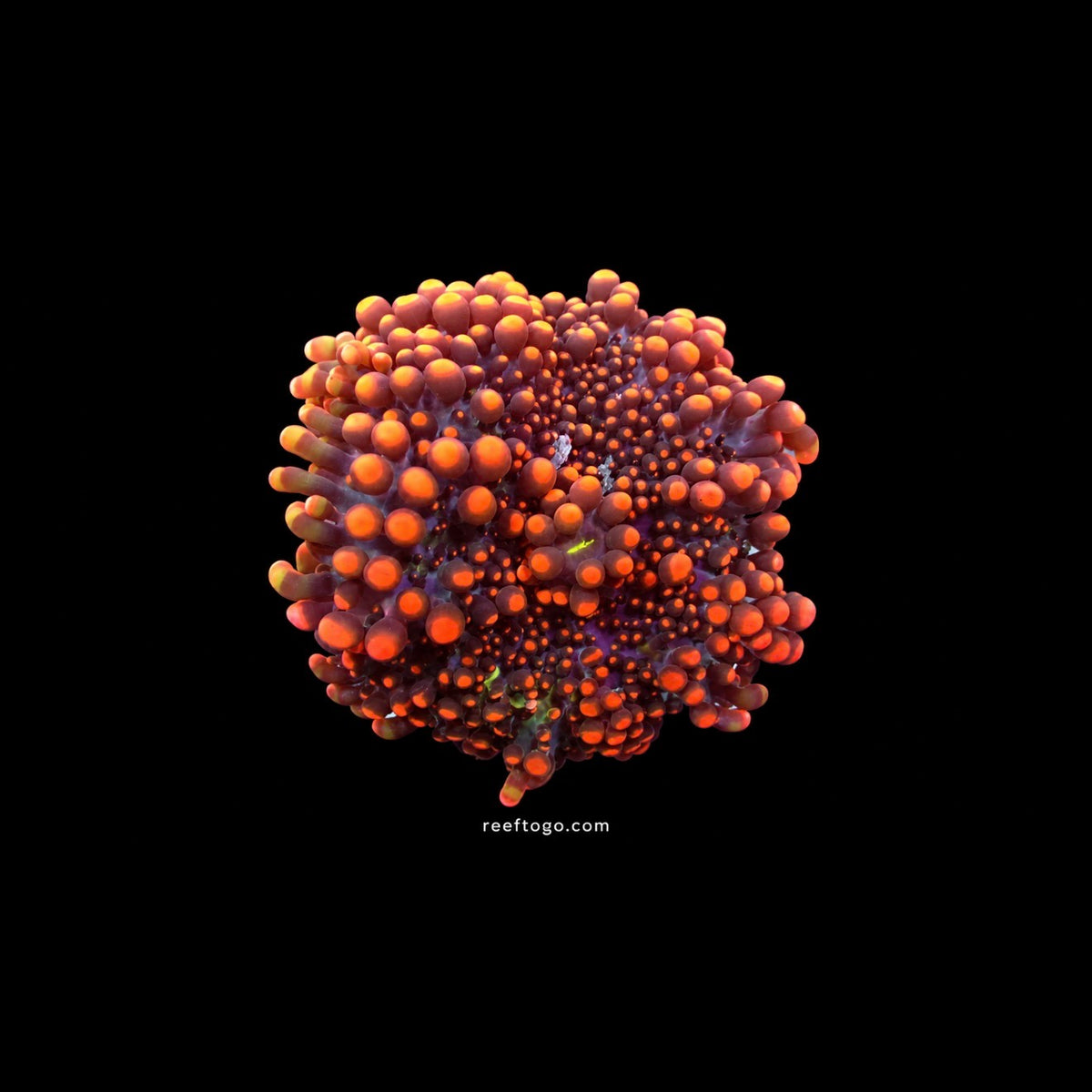 King Kong Yuma mushroom 1” frag
