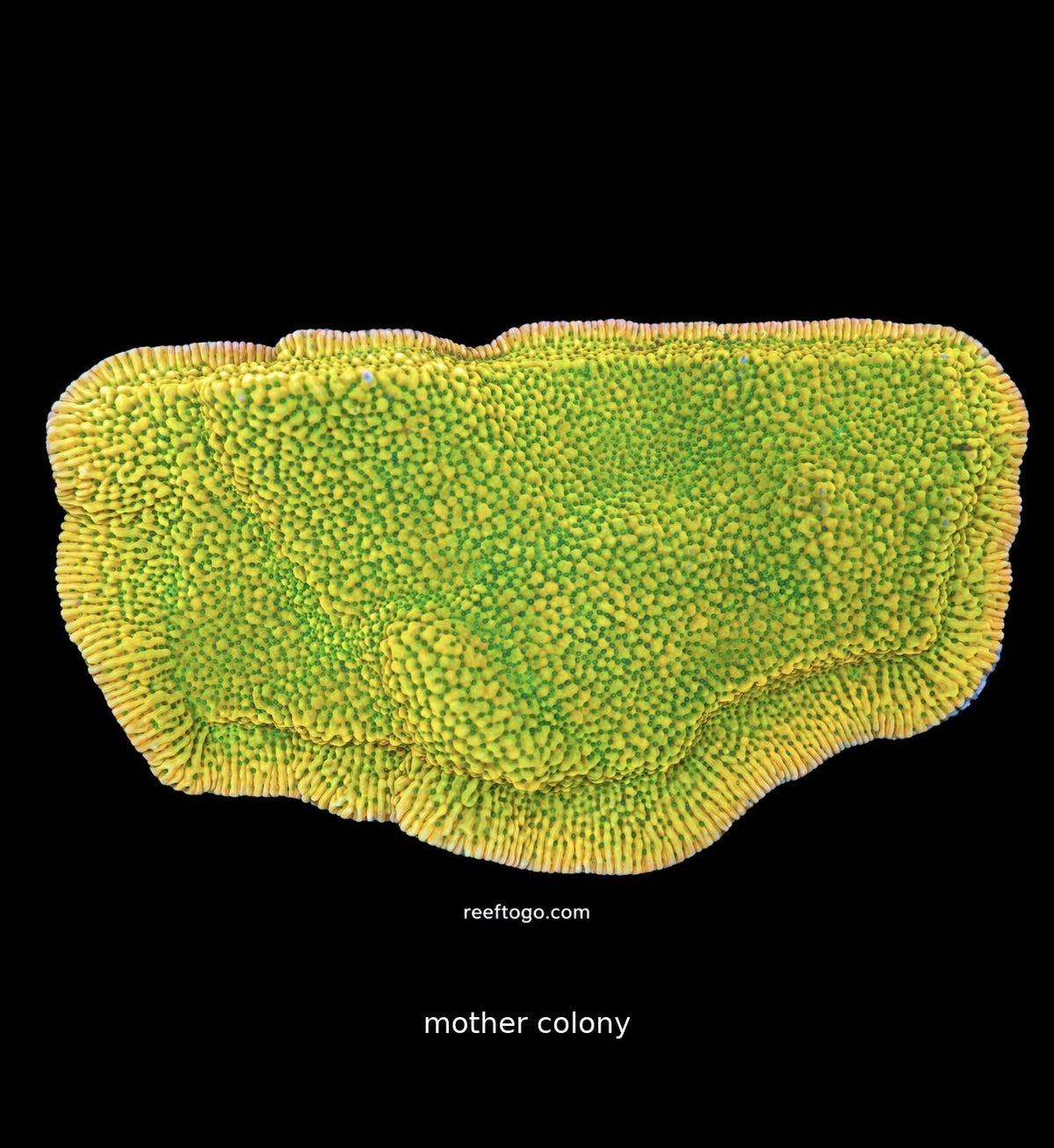 RTG Kung Pao Montipora