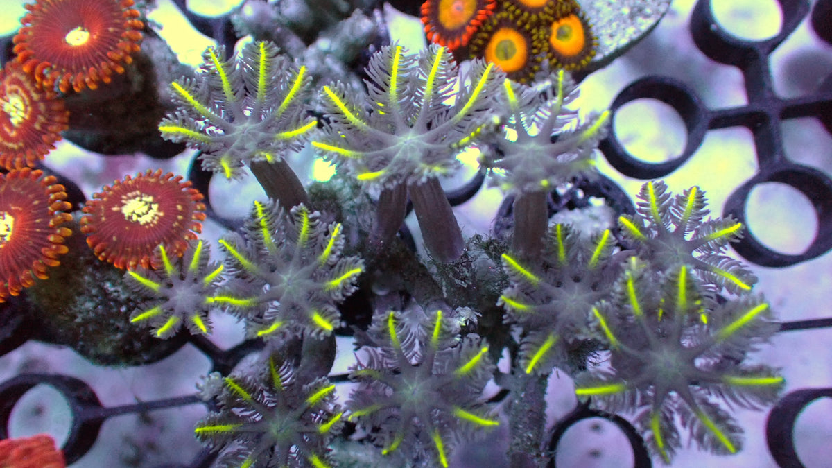 Laser Lemon Cloves · 1" Frag
