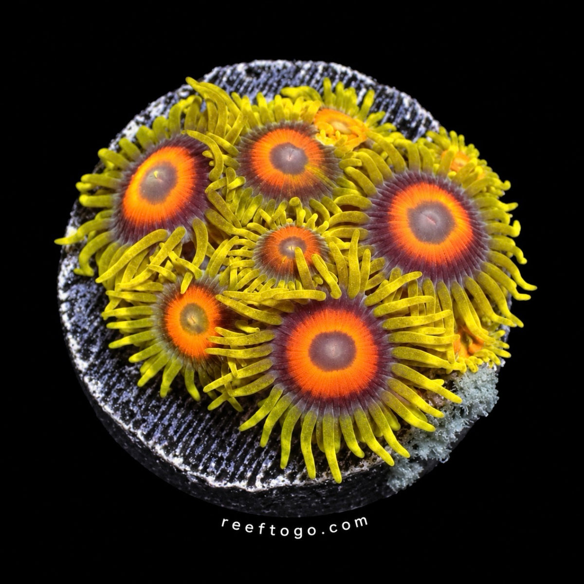 Lazy lashes zoanthids 1 inch frag (3+ heads) — orange faces with yellow-green lashes, black background