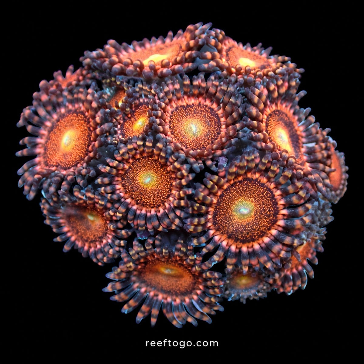 Mohawk Zoas