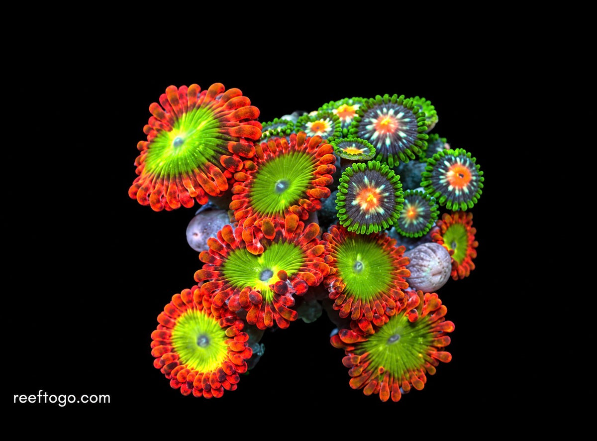 Oompa Loompa zoas 1" frag (3+ heads)