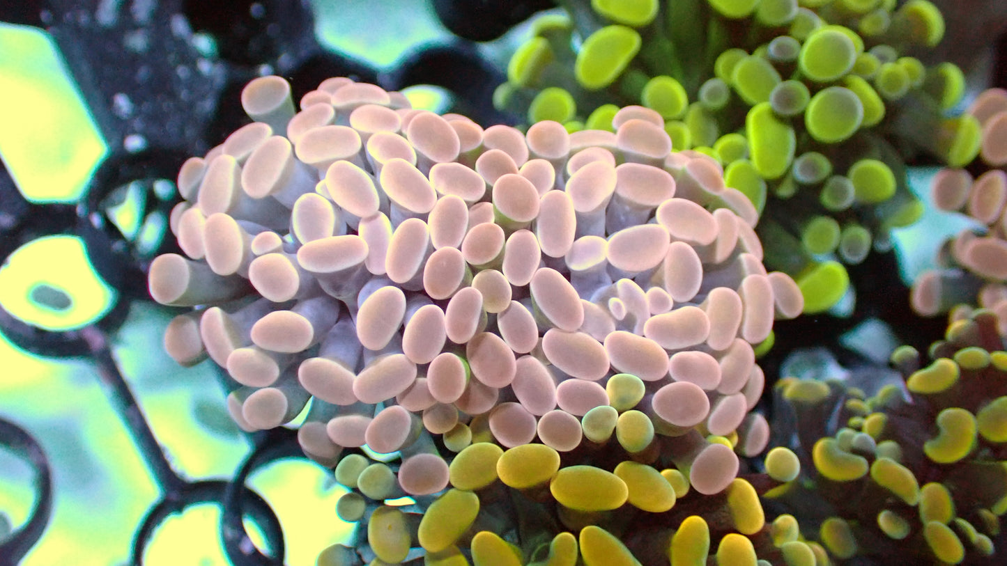 Pink hammers 1" frag
