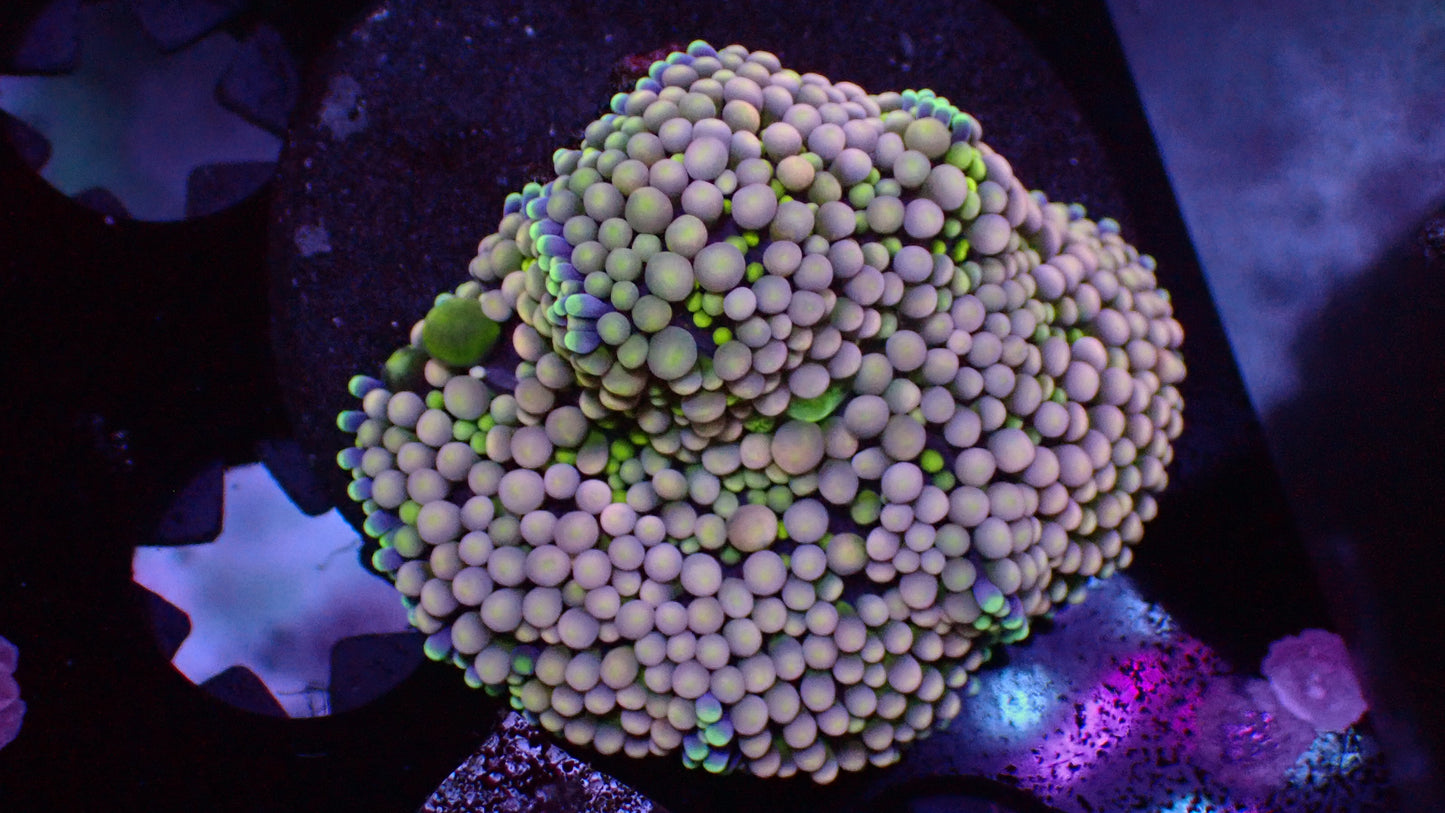 Pink Ricordea Florida mushroom 1" frag