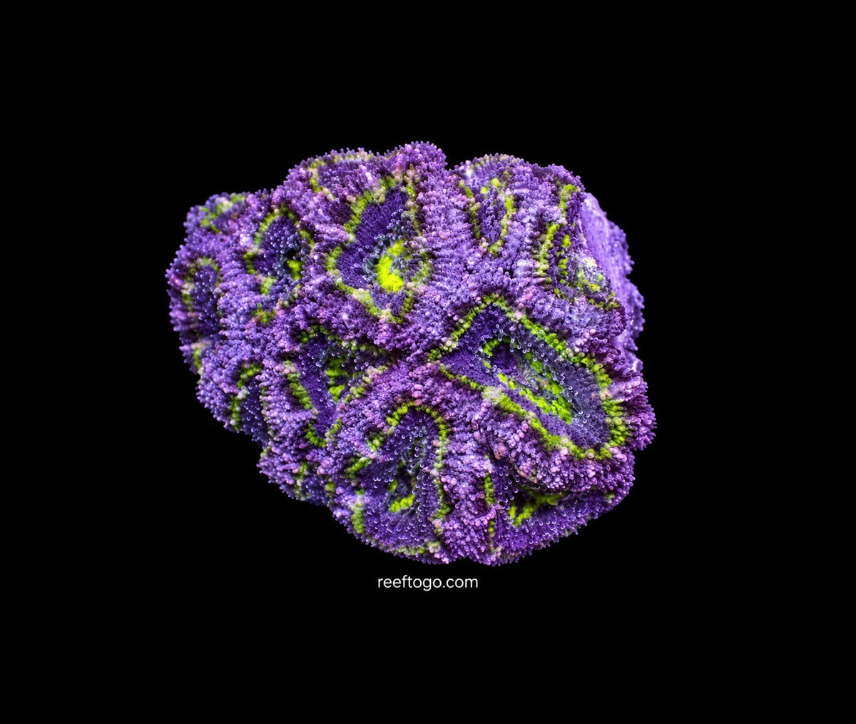 Purple acan 1" frag