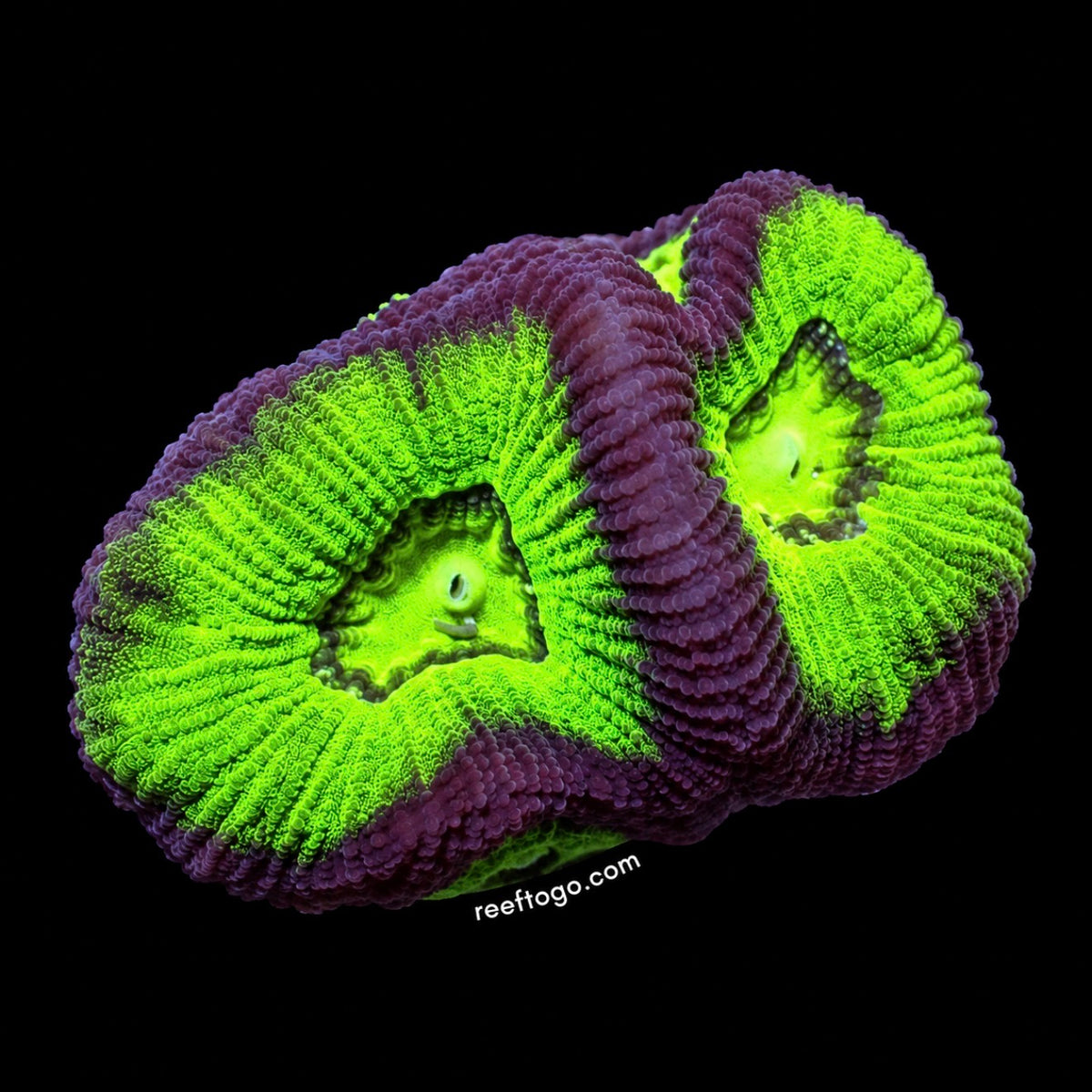 purple ring goniastrea 1in