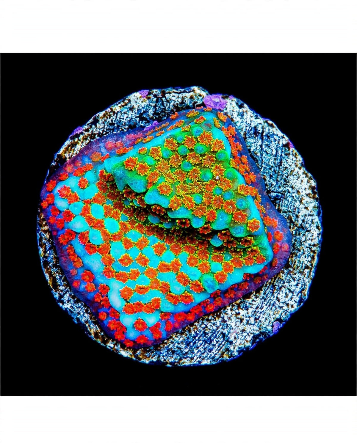 R2G Aquaman Montipora