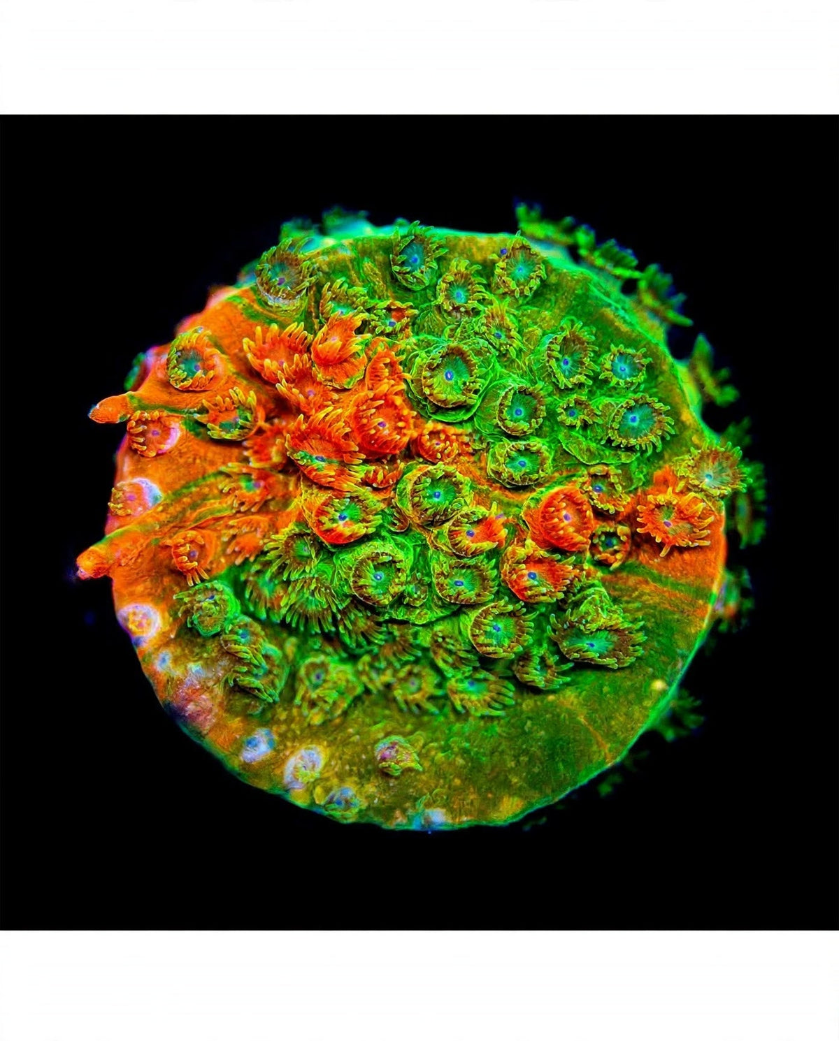 R2G Circuit Breaker Cyphastrea