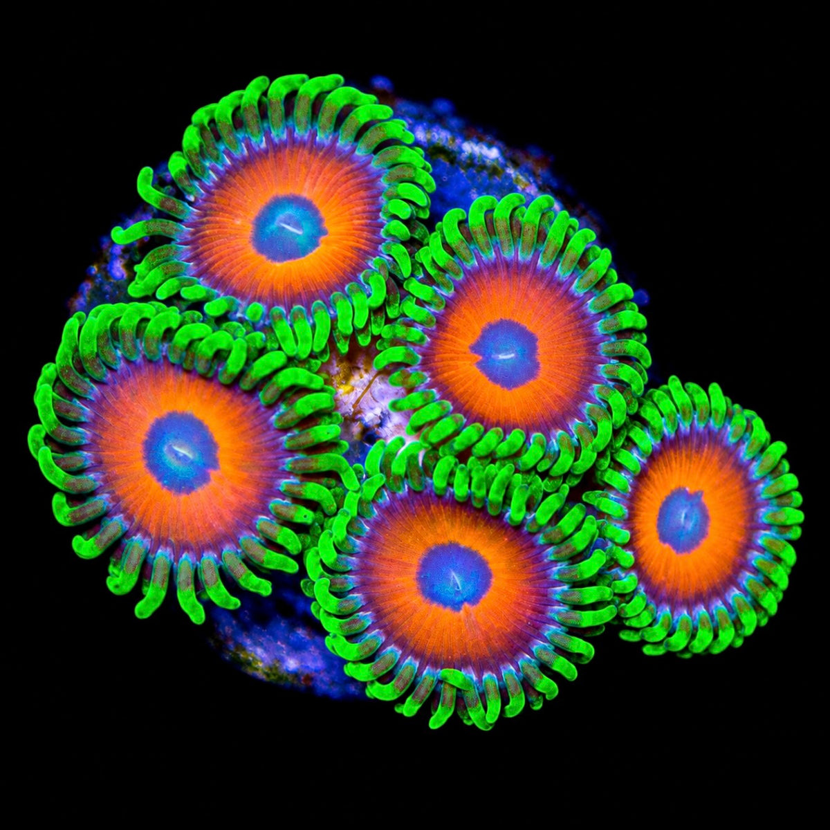 R2G Eagle Eye Zoanthid
