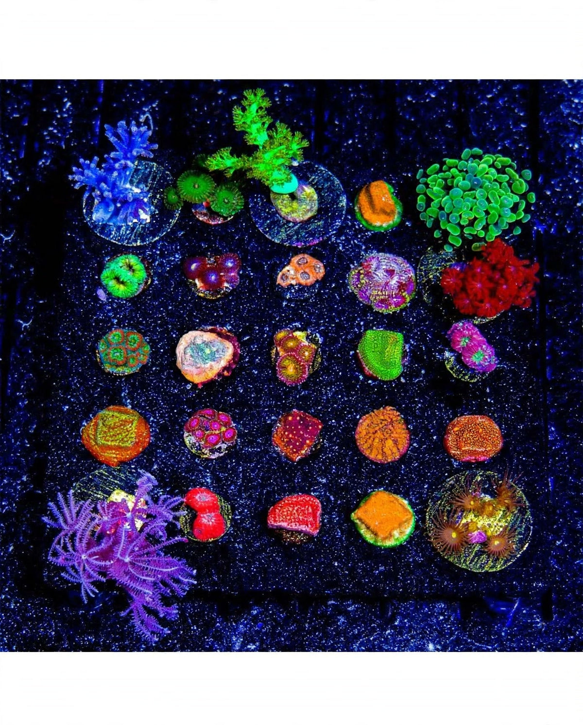 R2G Mixed Reef Coral 5-Pack