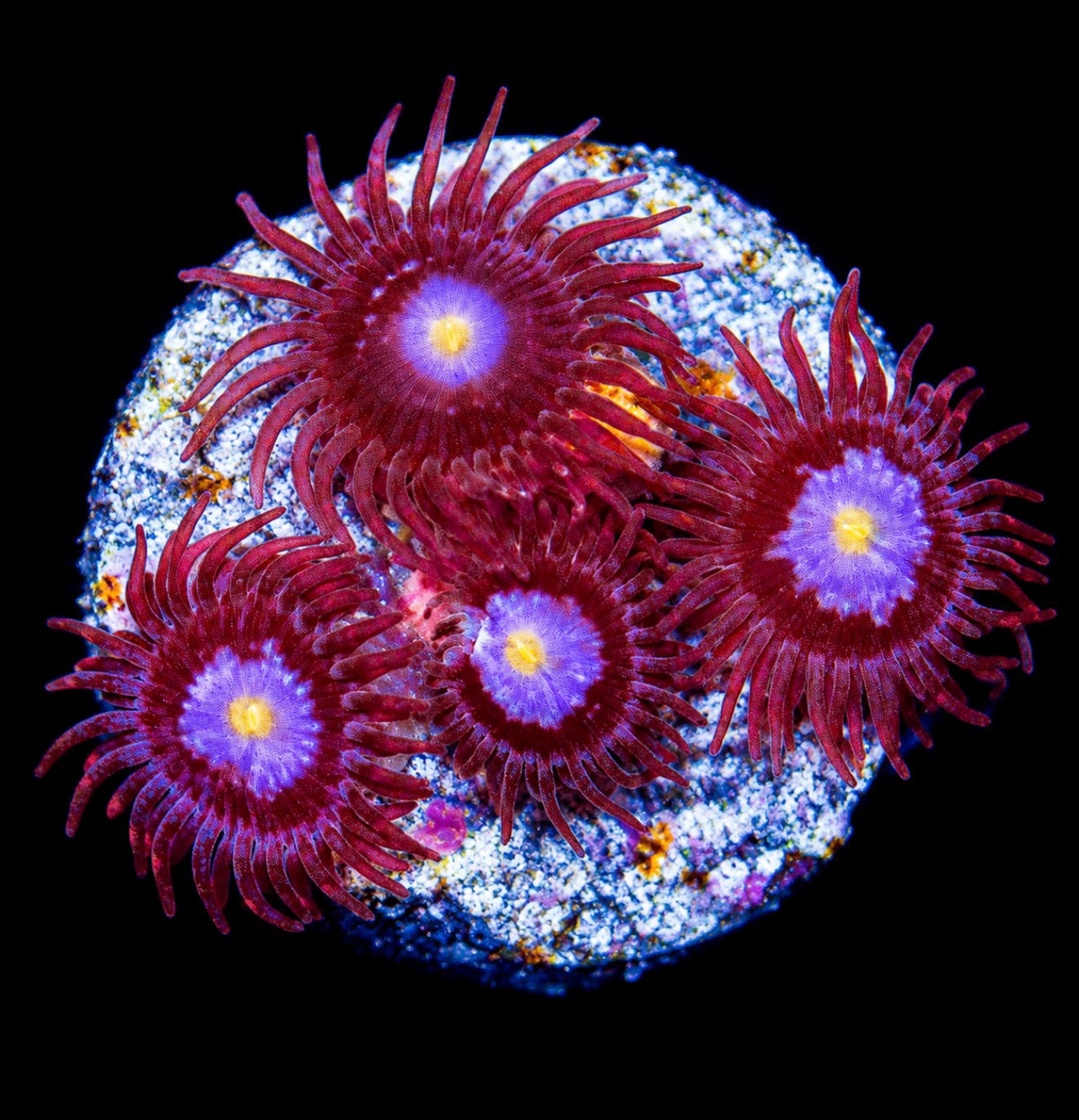 R2G Mystique Zoanthid