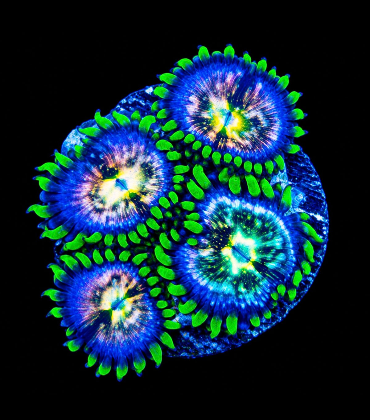 R2G Nirvana Zoanthid