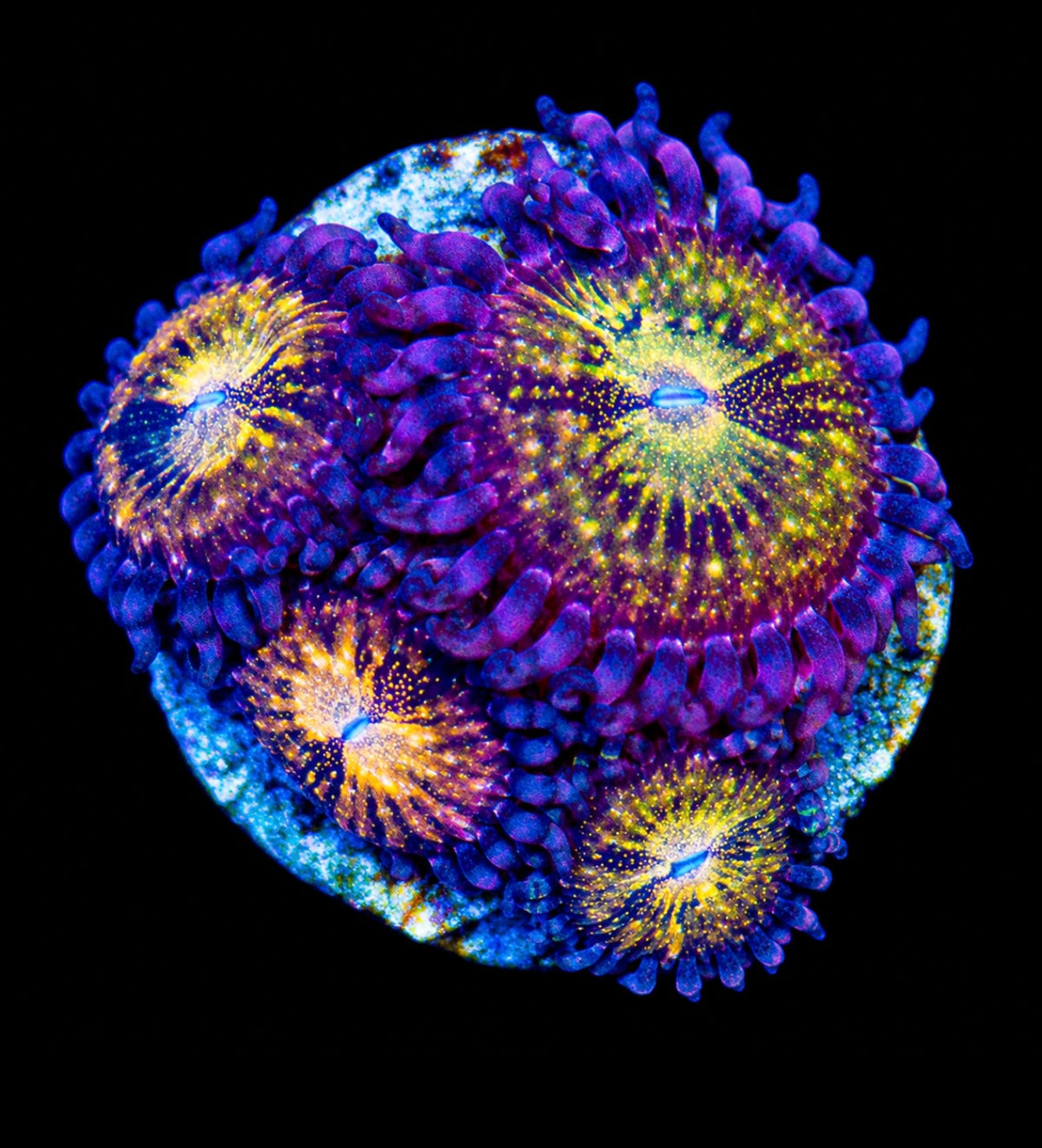 R2G Pandora Zoanthid