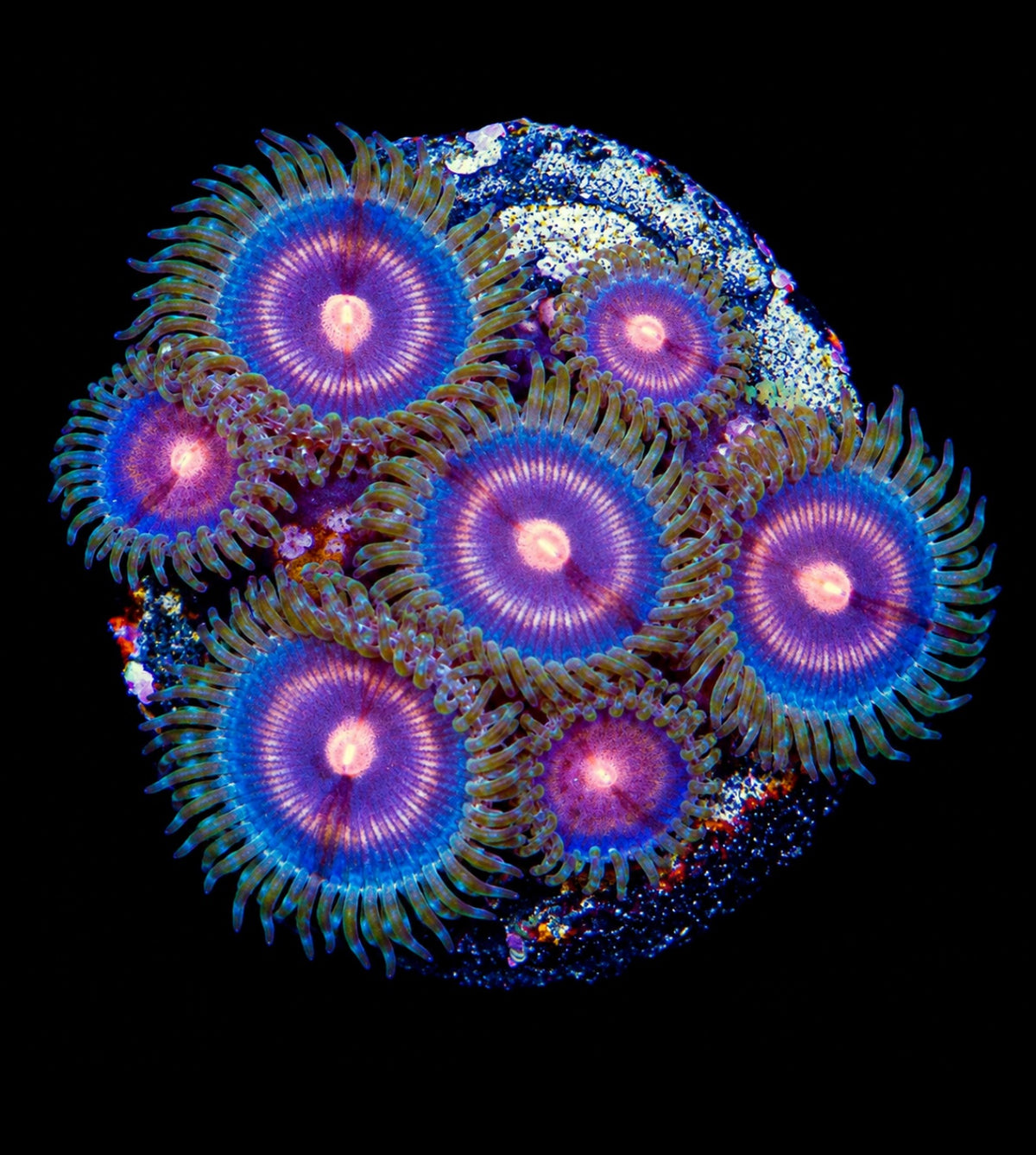 R2G Plasma Cutter Zoanthid
