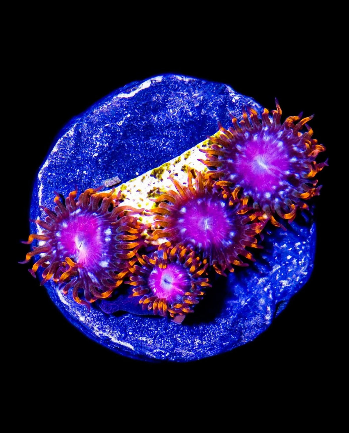 R2G Sunburst Zoanthid