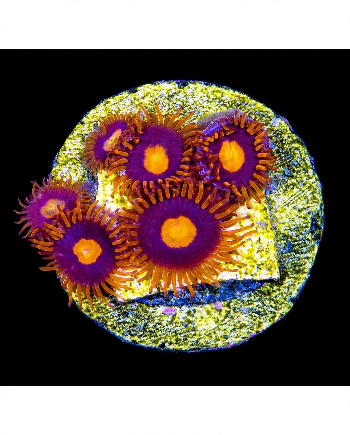R2G War Birds Zoanthid