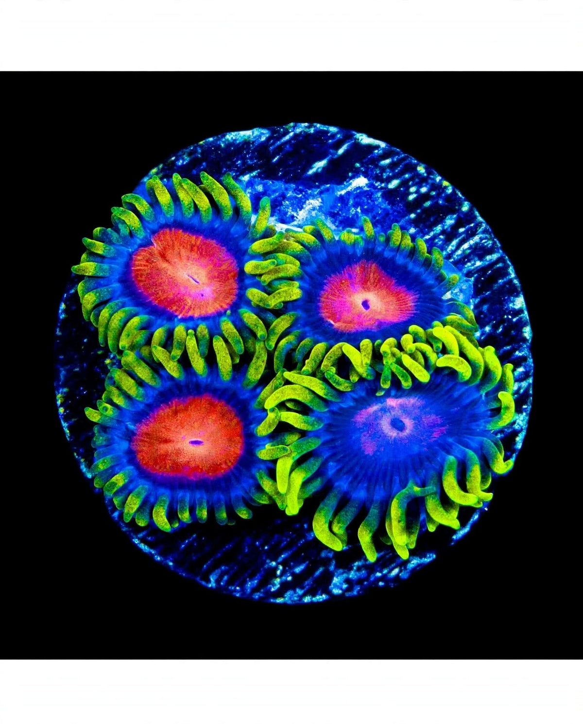 R2G Yellow Brick Road Zoanthid