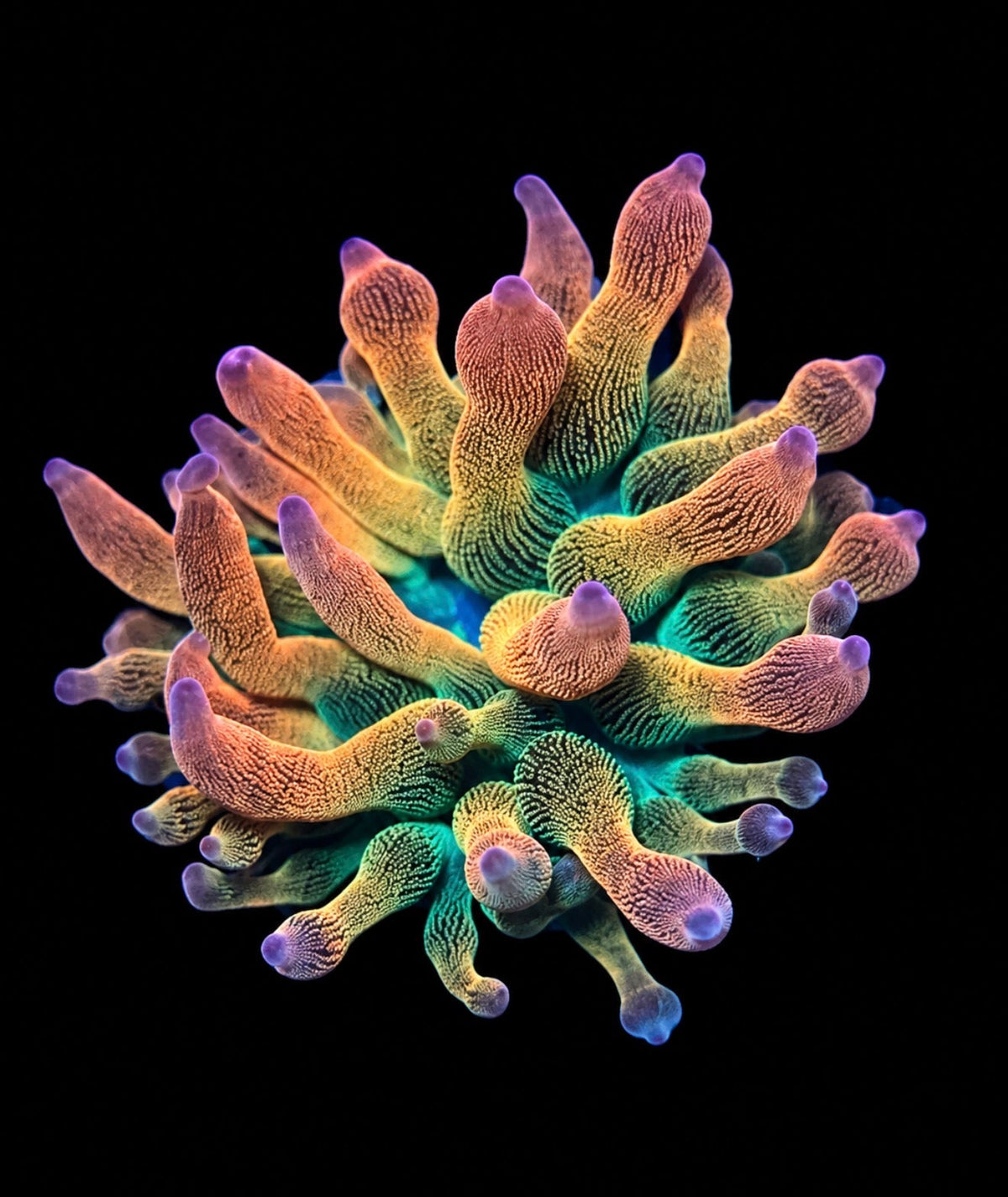 Rainbow anemone 1" frag