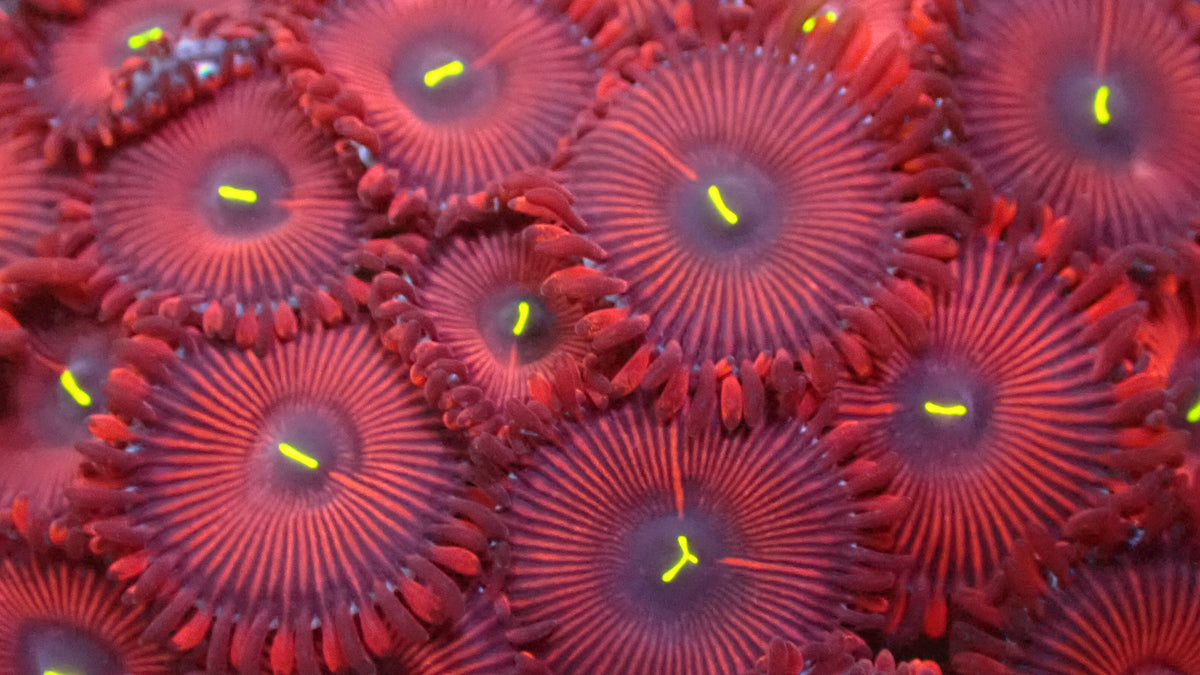 RTG Red people eater zoas