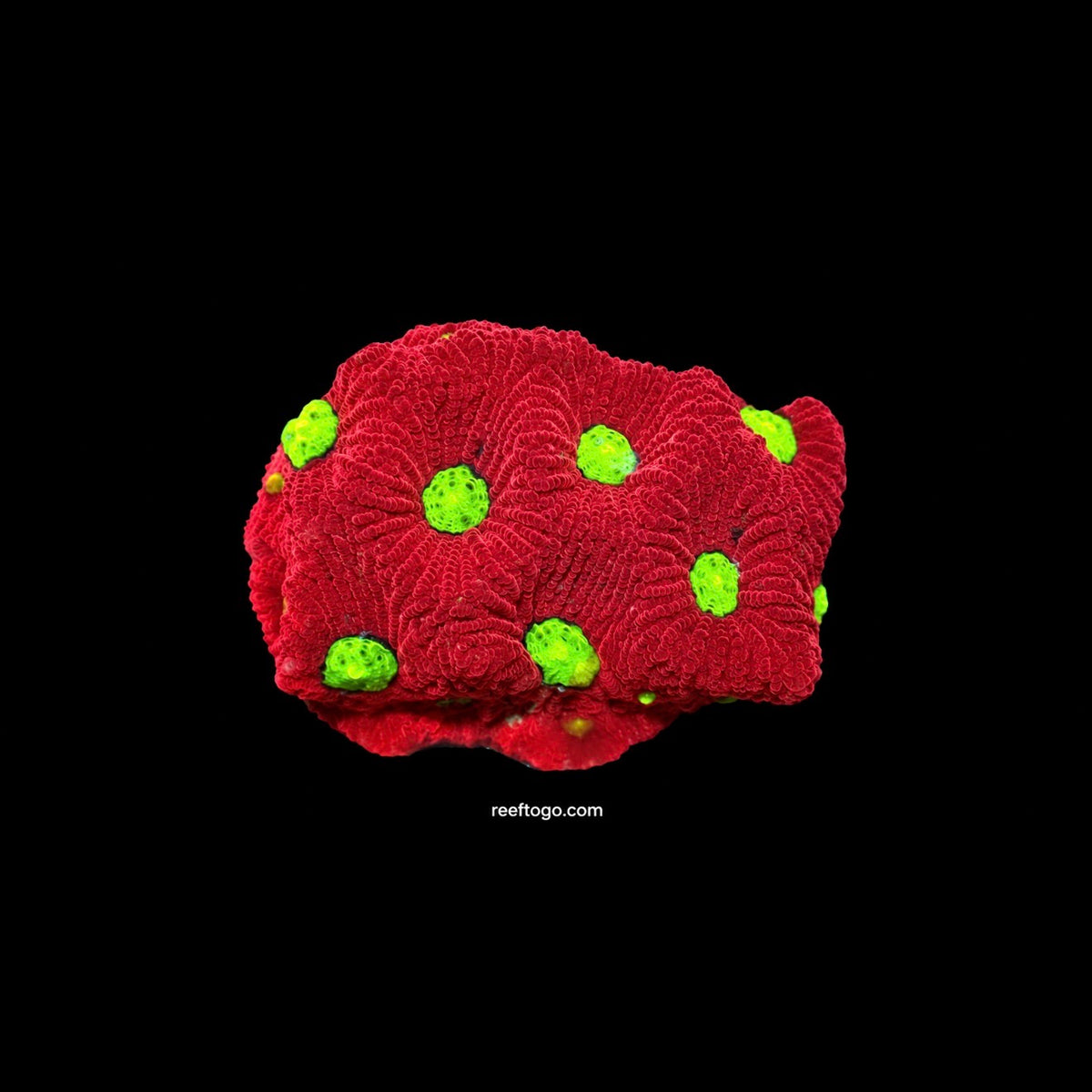 Charged Lithium war coral 1” frag
