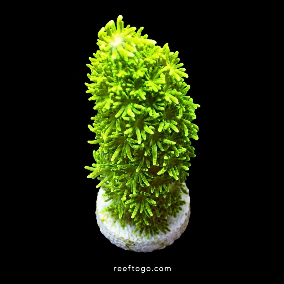 RTG Green Slimer Acropora