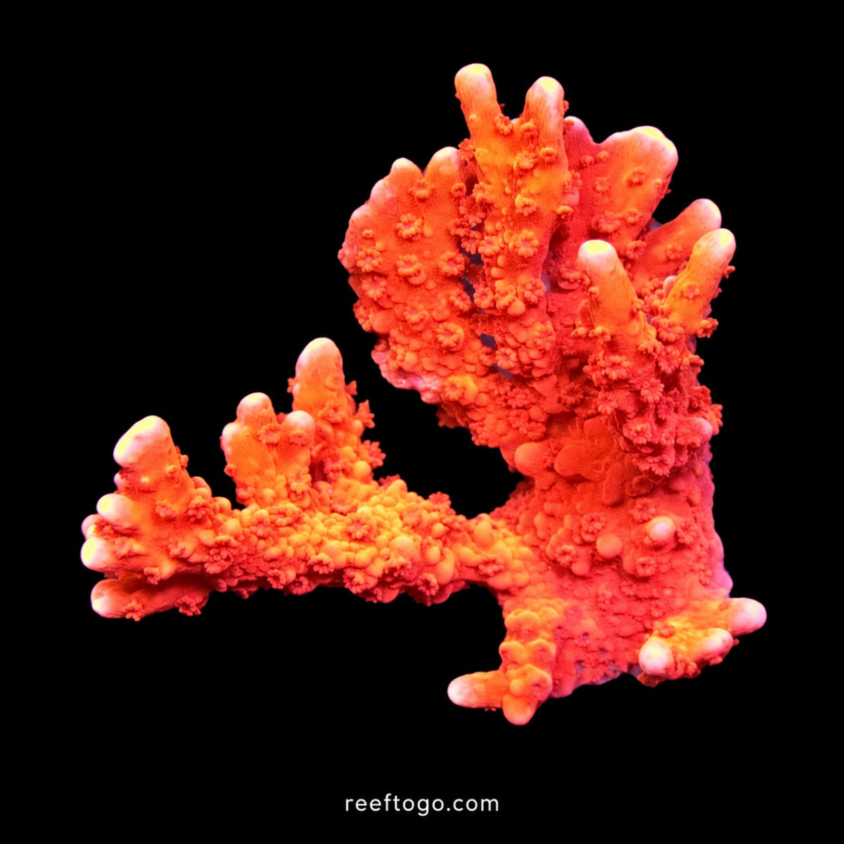 TNT anacropora 1" frag