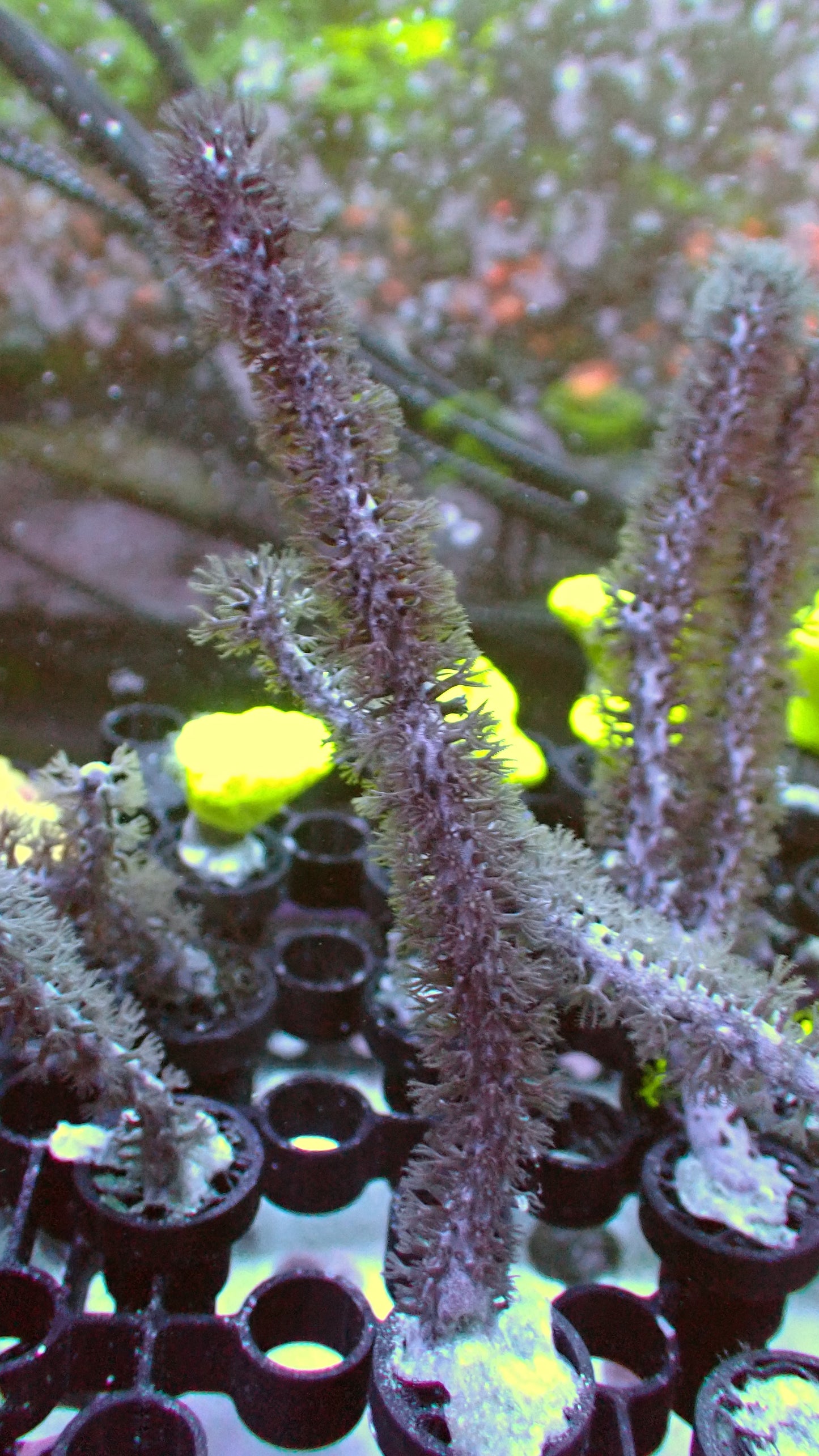Sea whip 4" tall frag
