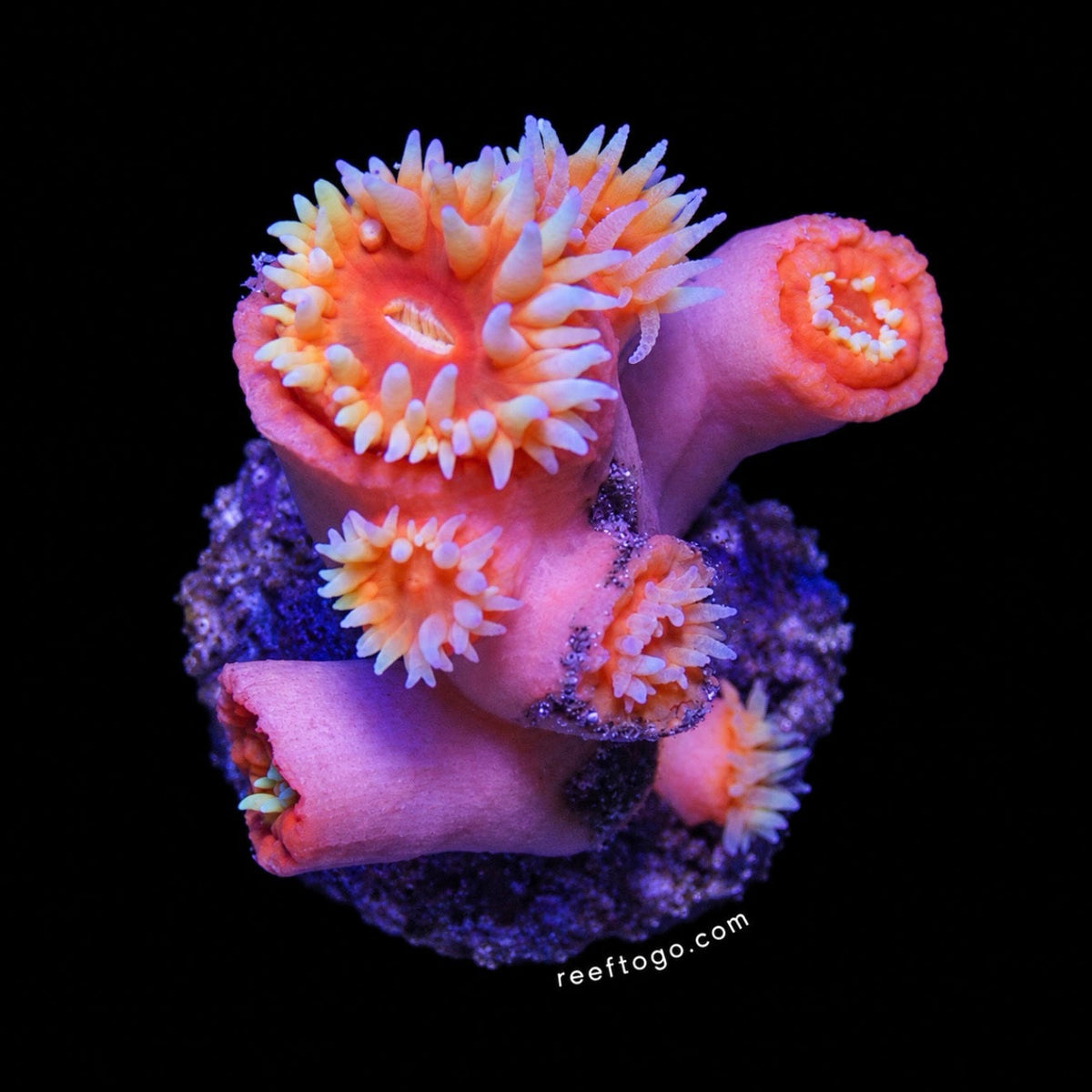 Sun coral 1" frag