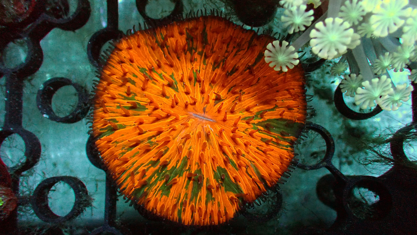 Tropicana plate 2" WYSIWYG