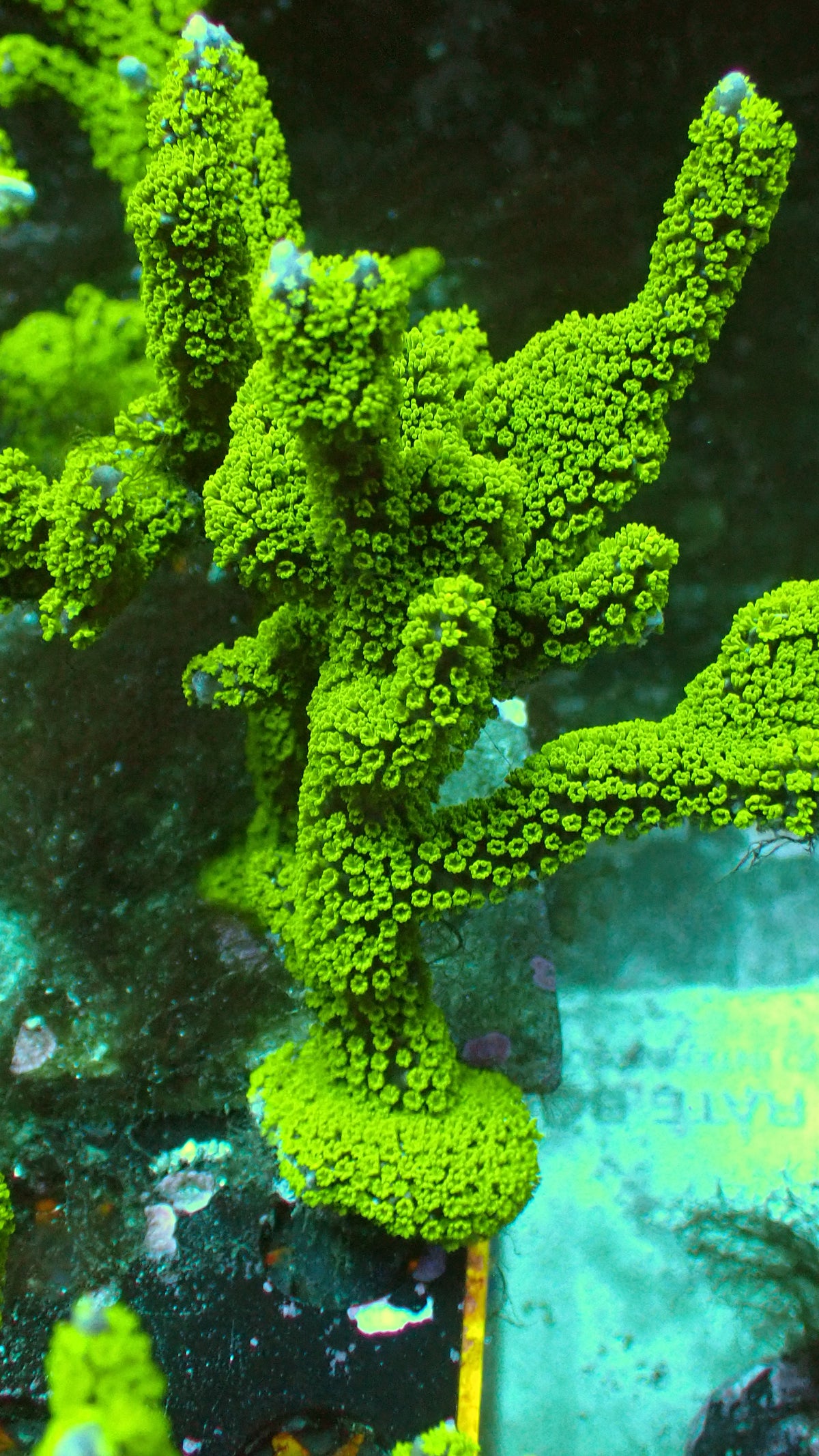 Tubbs blue digitata 1” frag