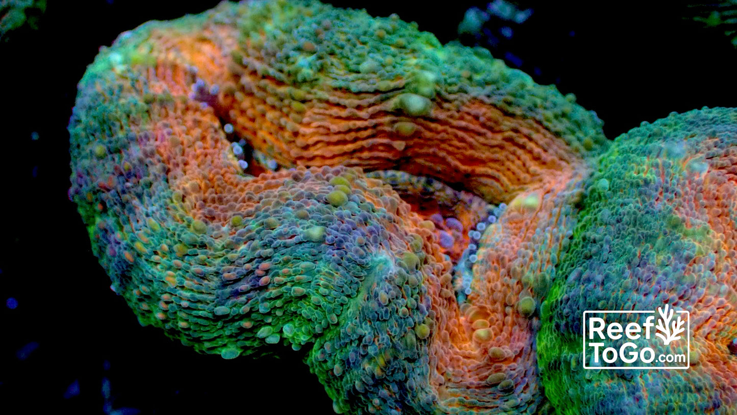 Papaya branching lobophyllia 1” frag