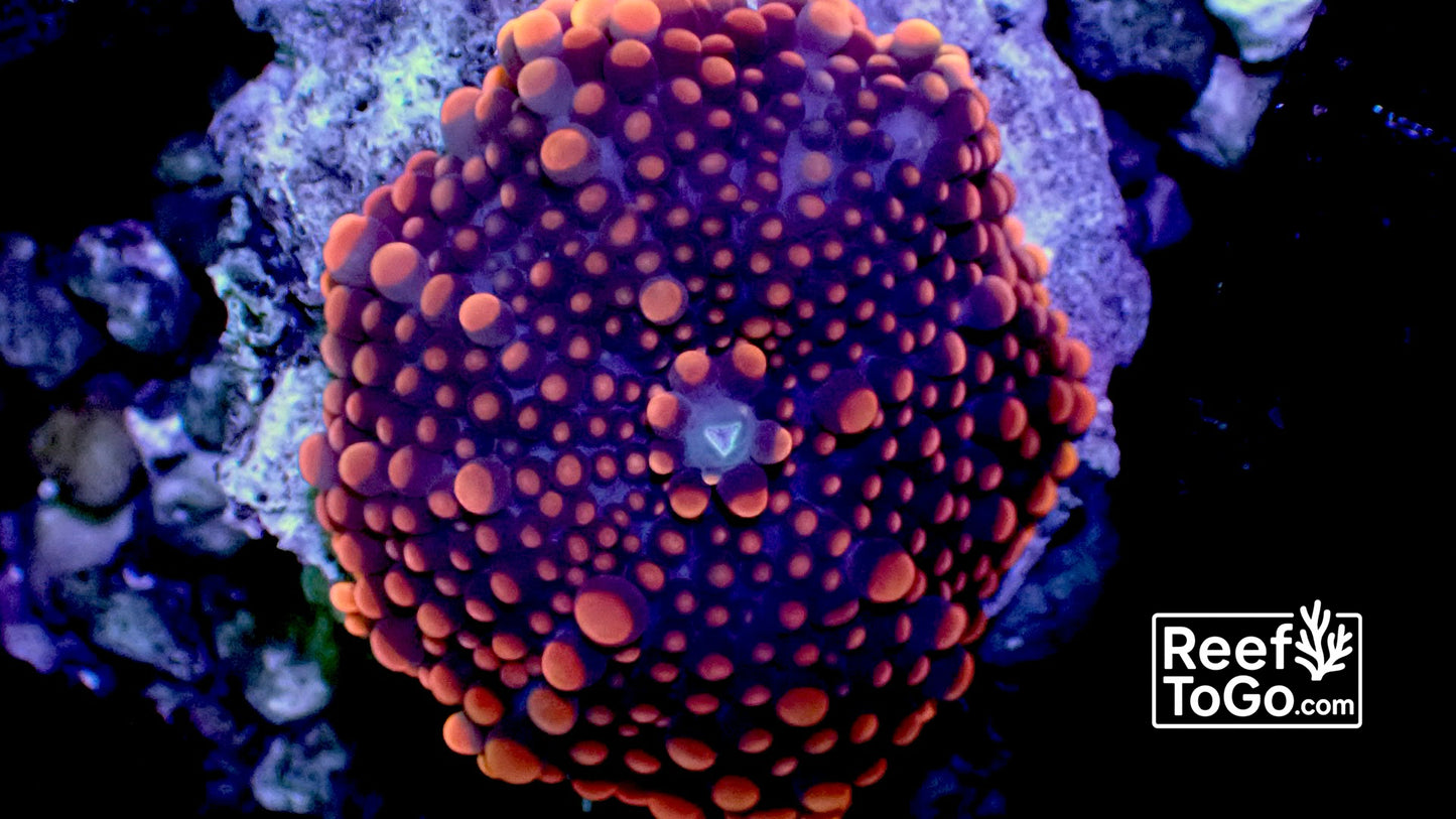 Orange blue Yuma 2” mushroom
