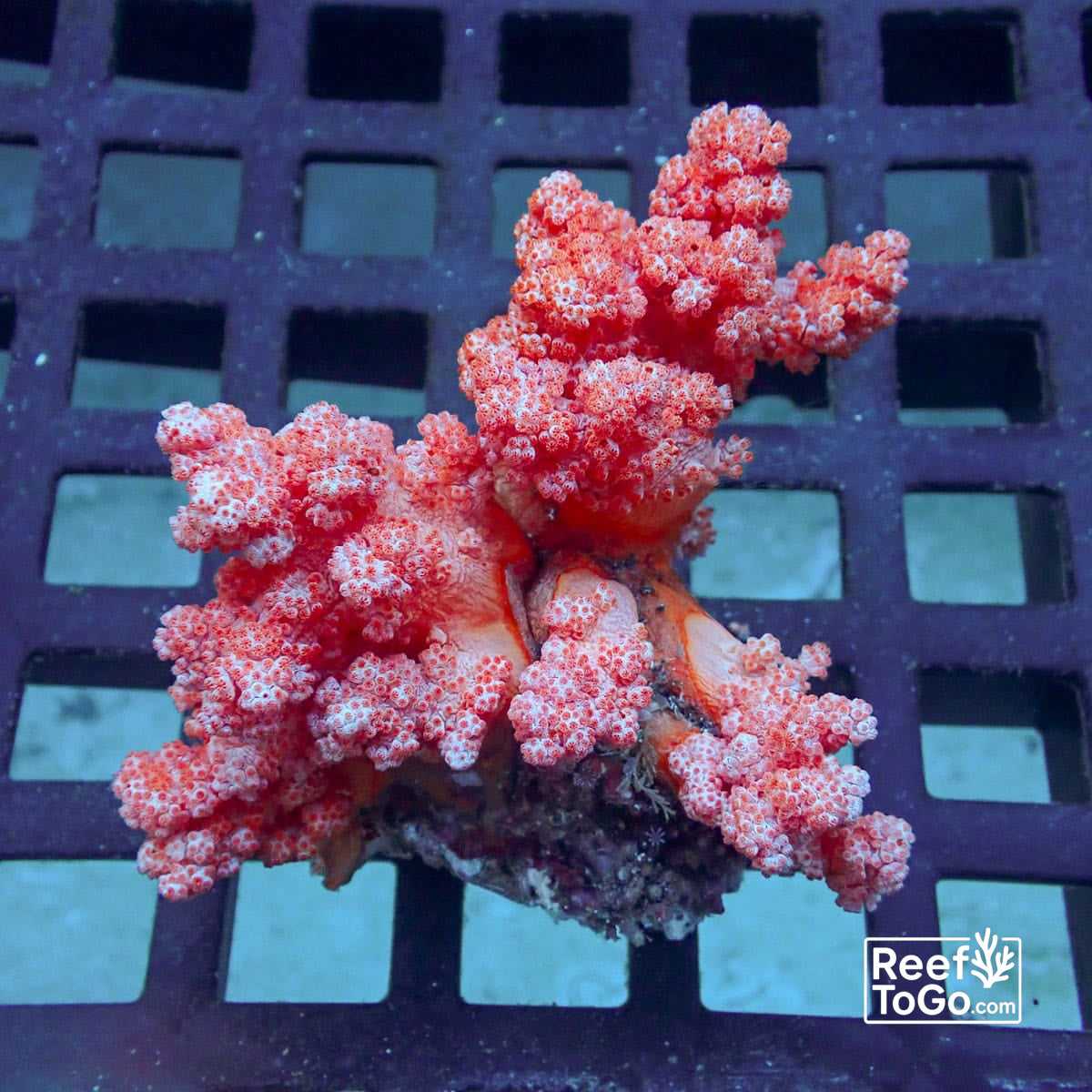 Red carnation colony (NPS) 3” WYSIWYG