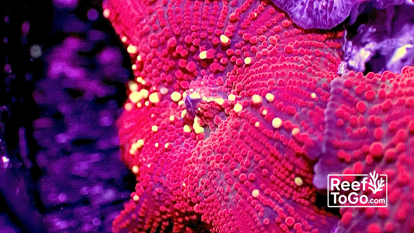 Lava disco mushroom 1 mushroom 1”