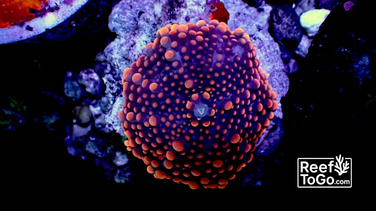 Orange blue Yuma 2” mushroom