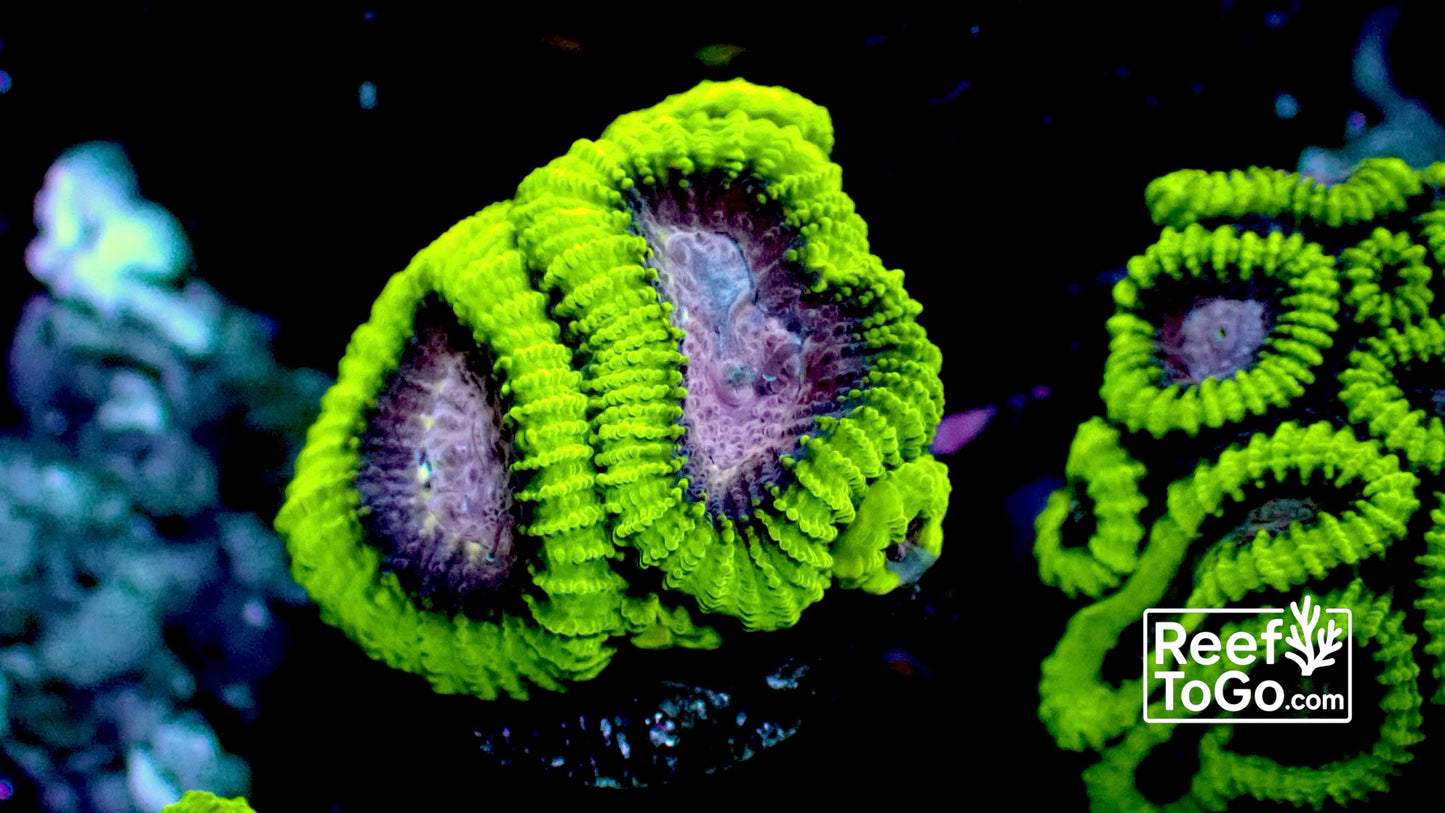Plum pudding favia 1” frag