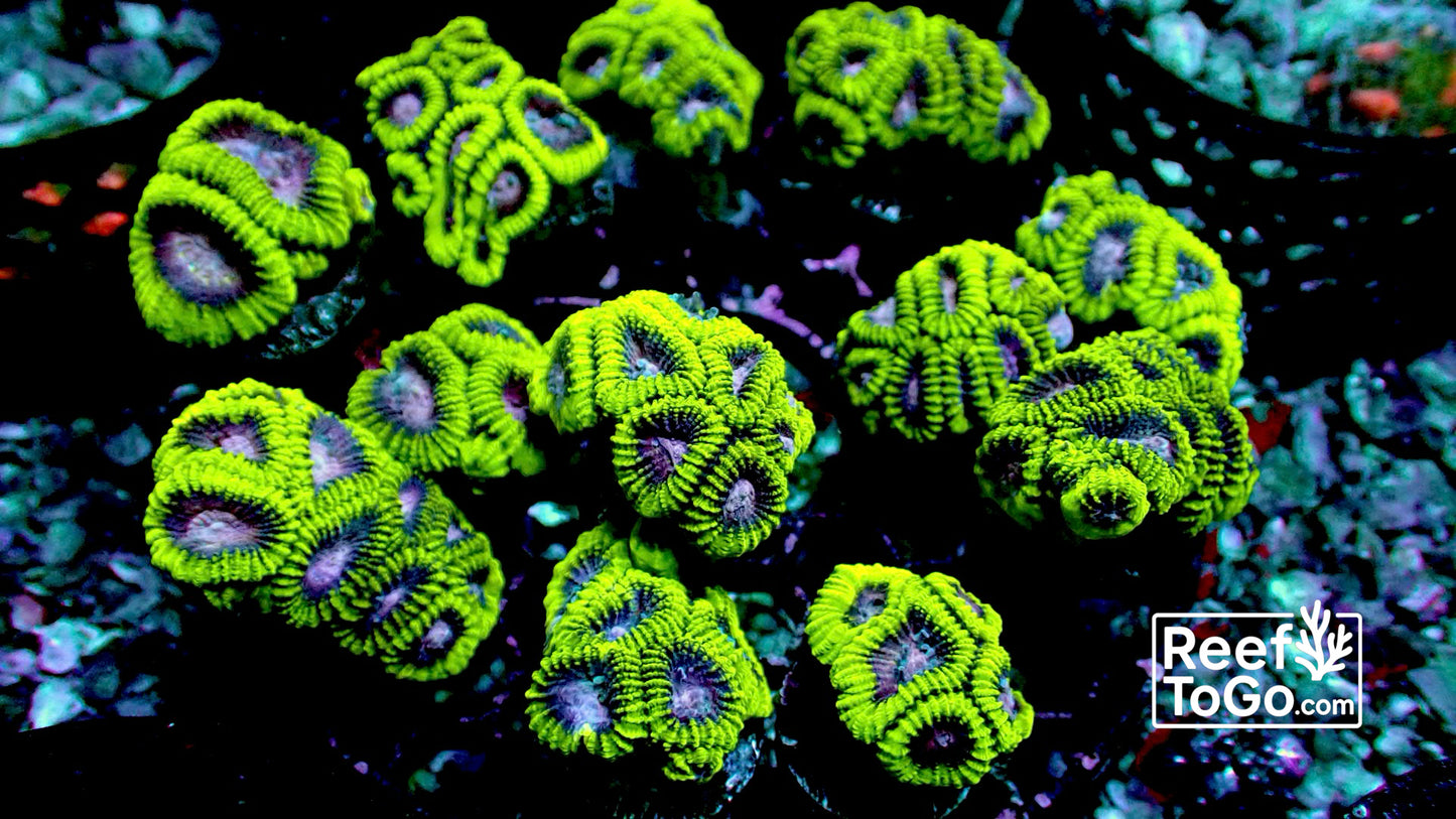 Plum pudding favia 1” frag