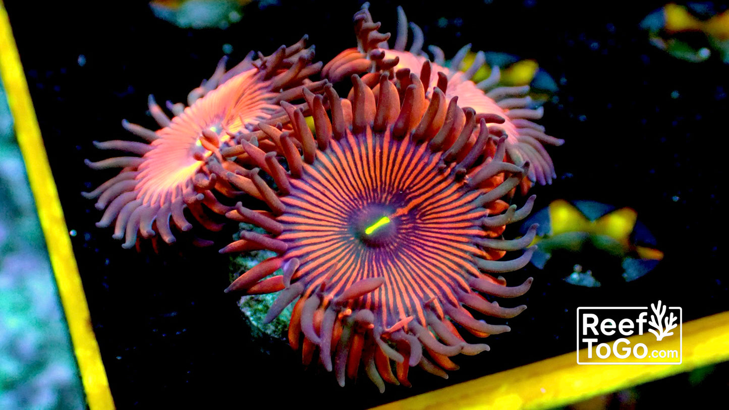 Red people eater 1” frag