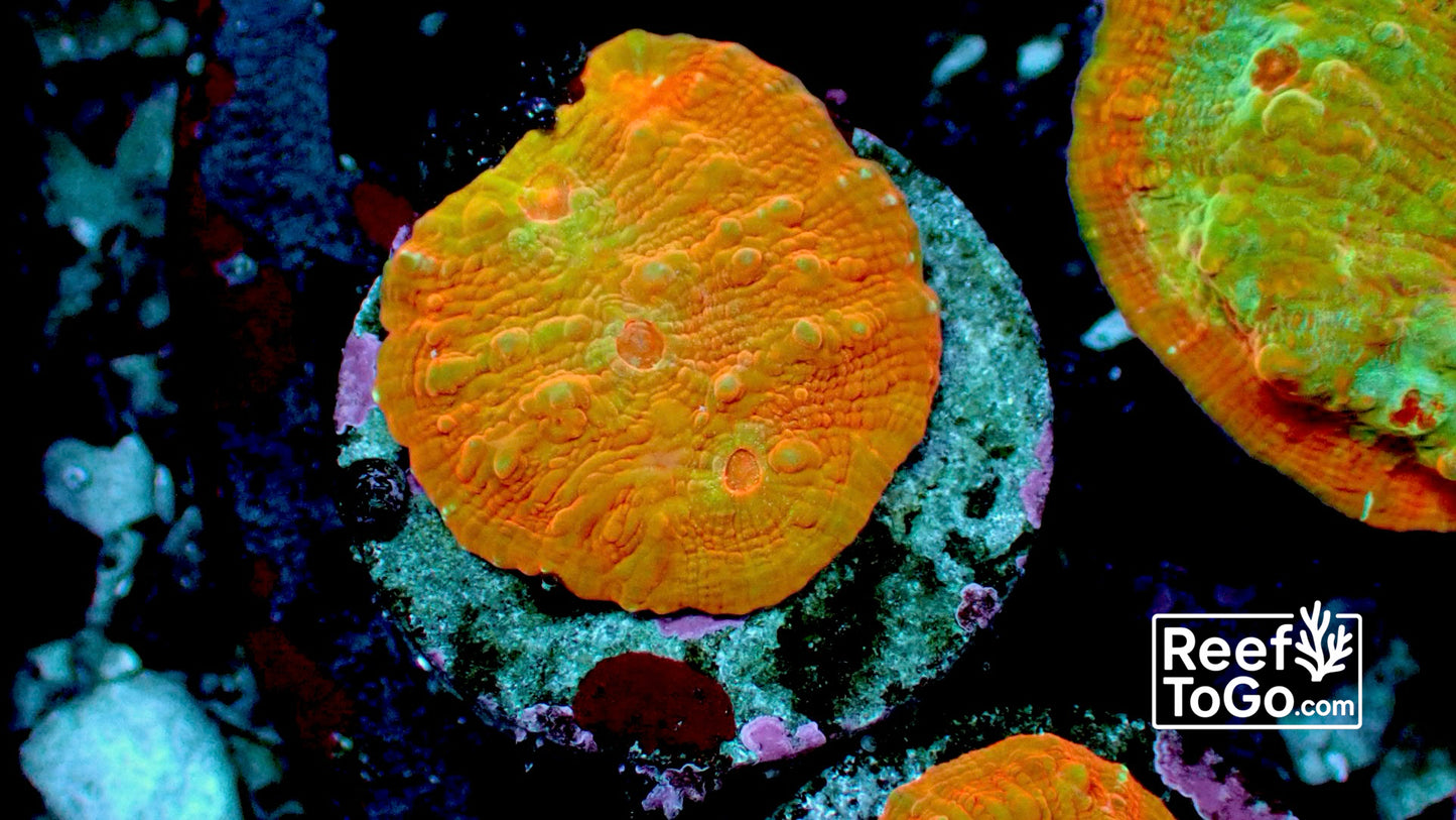 Mars chalice 1” frag