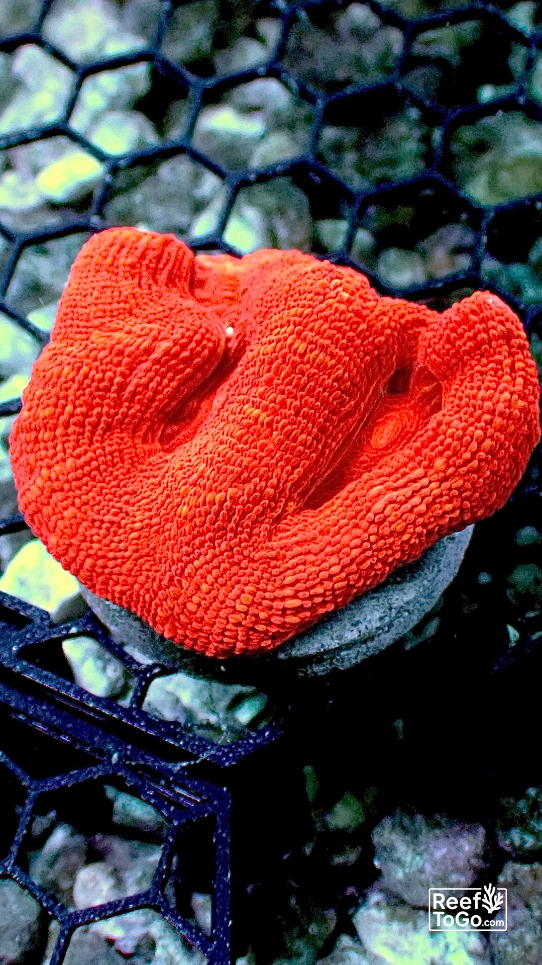 Acan bowerbanki ultra red 2” frag
