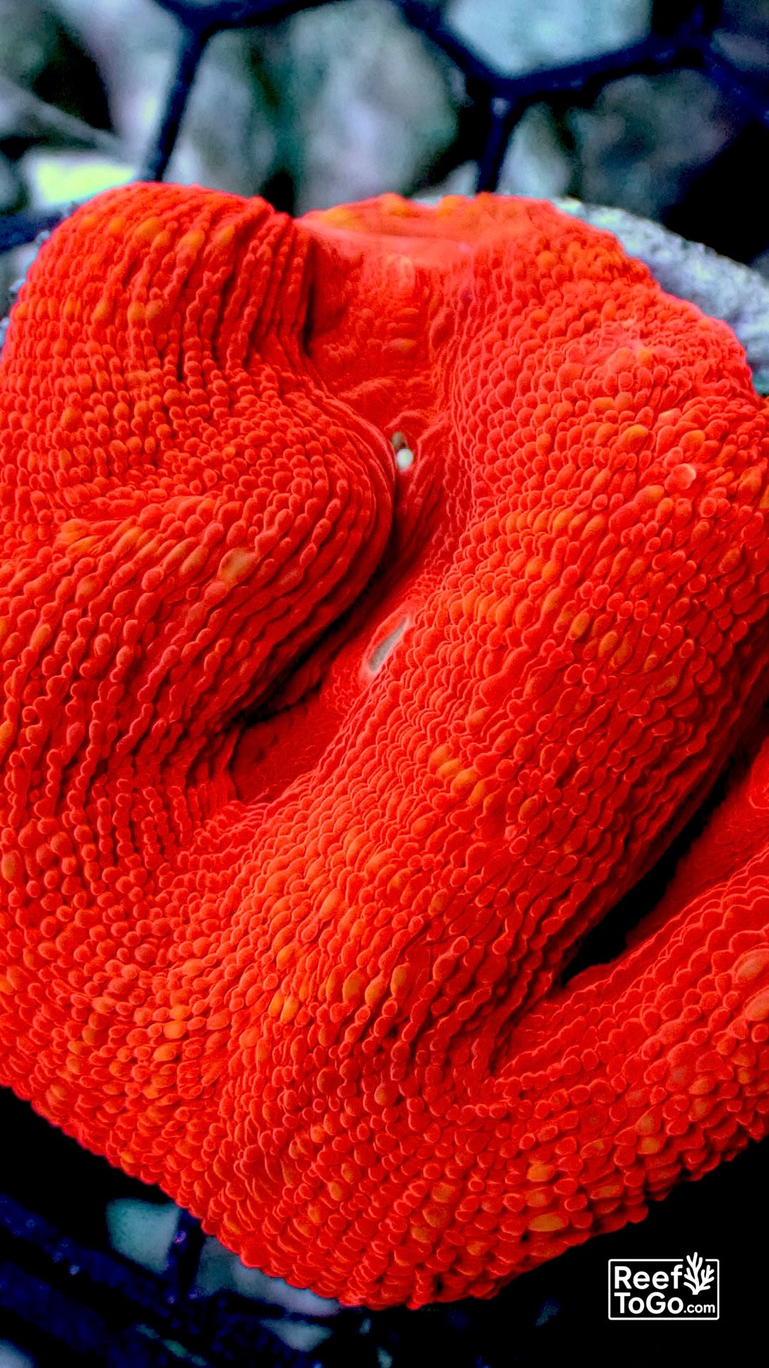 Acan bowerbanki ultra red 2” frag