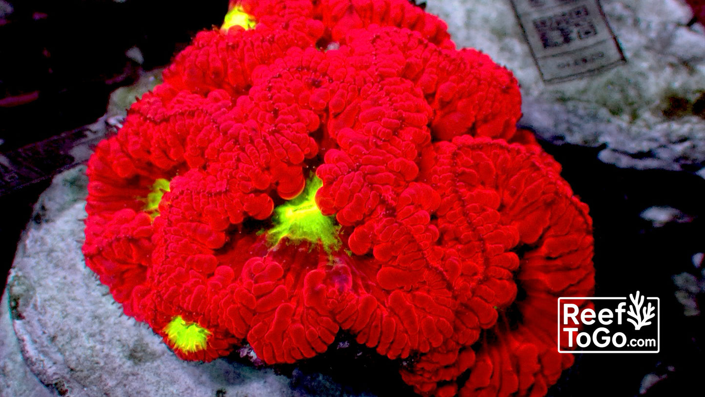 Scarlet red blasto welsi colony 2” WYSIWYG