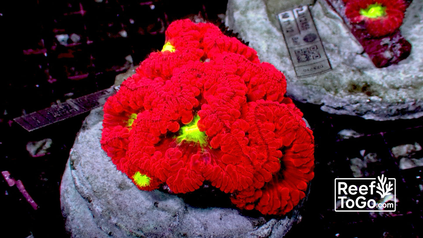 Scarlet red blasto welsi colony 2” WYSIWYG