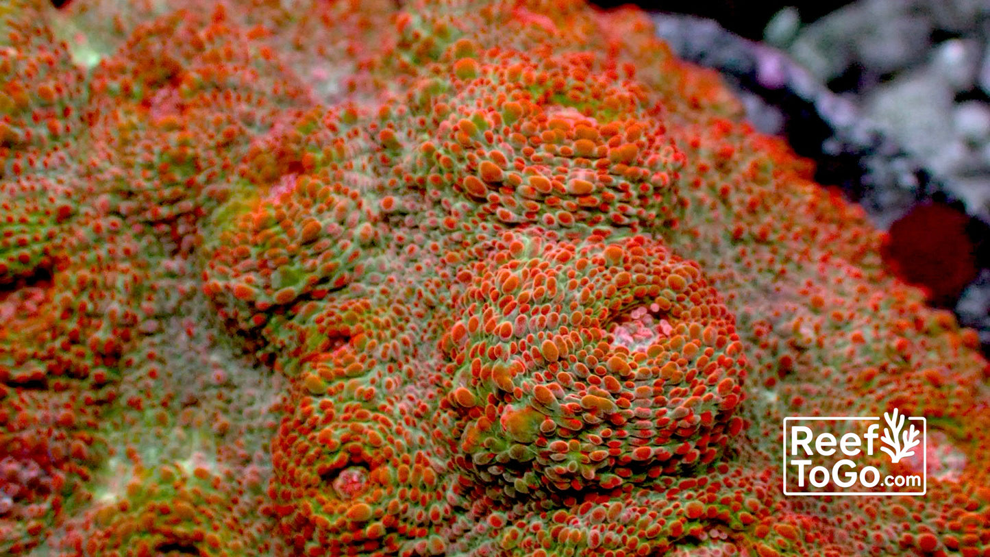 Firestorm chalice colony 4” WYSIWYG