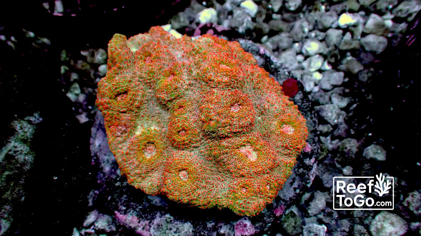 Firestorm chalice colony 4” WYSIWYG