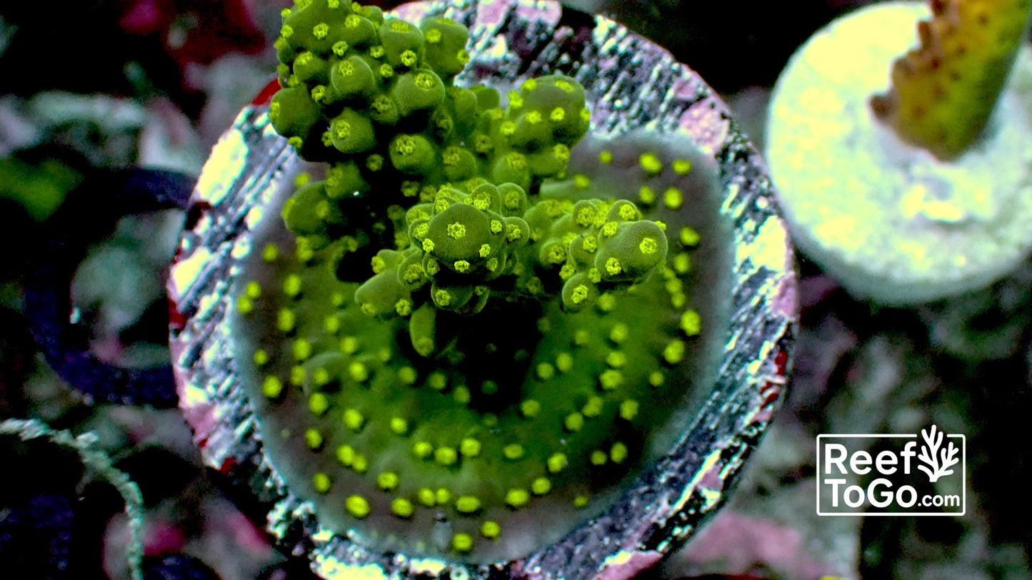 Green galaxy acro 1” frag WYSIWYG