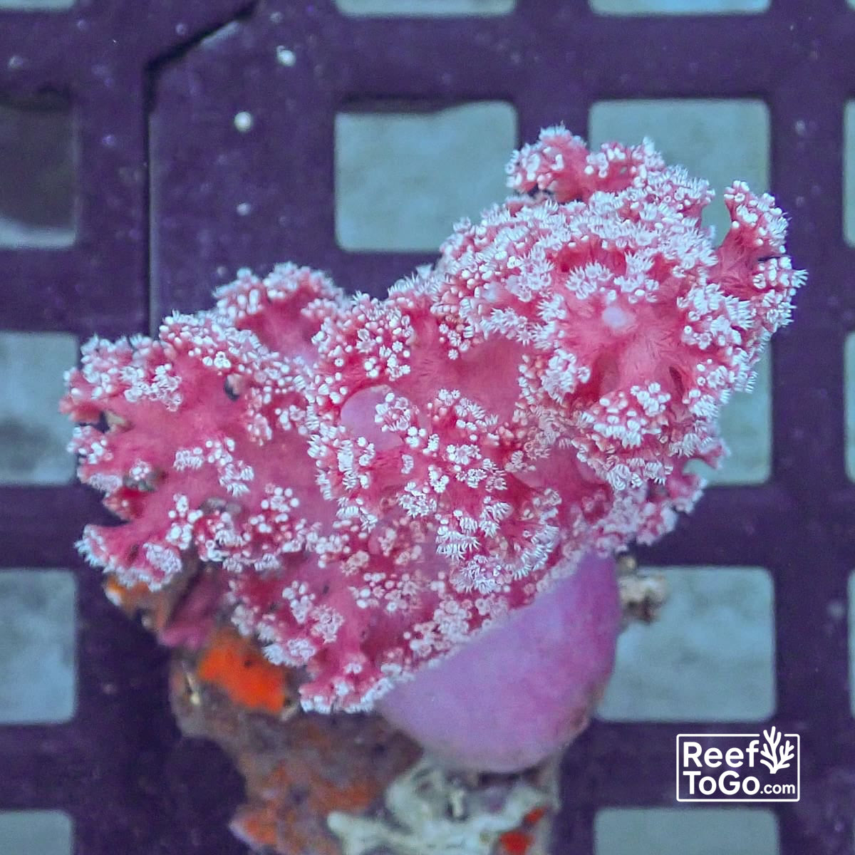 Pink Carnation 3” colony (NPS) WYSIWYG