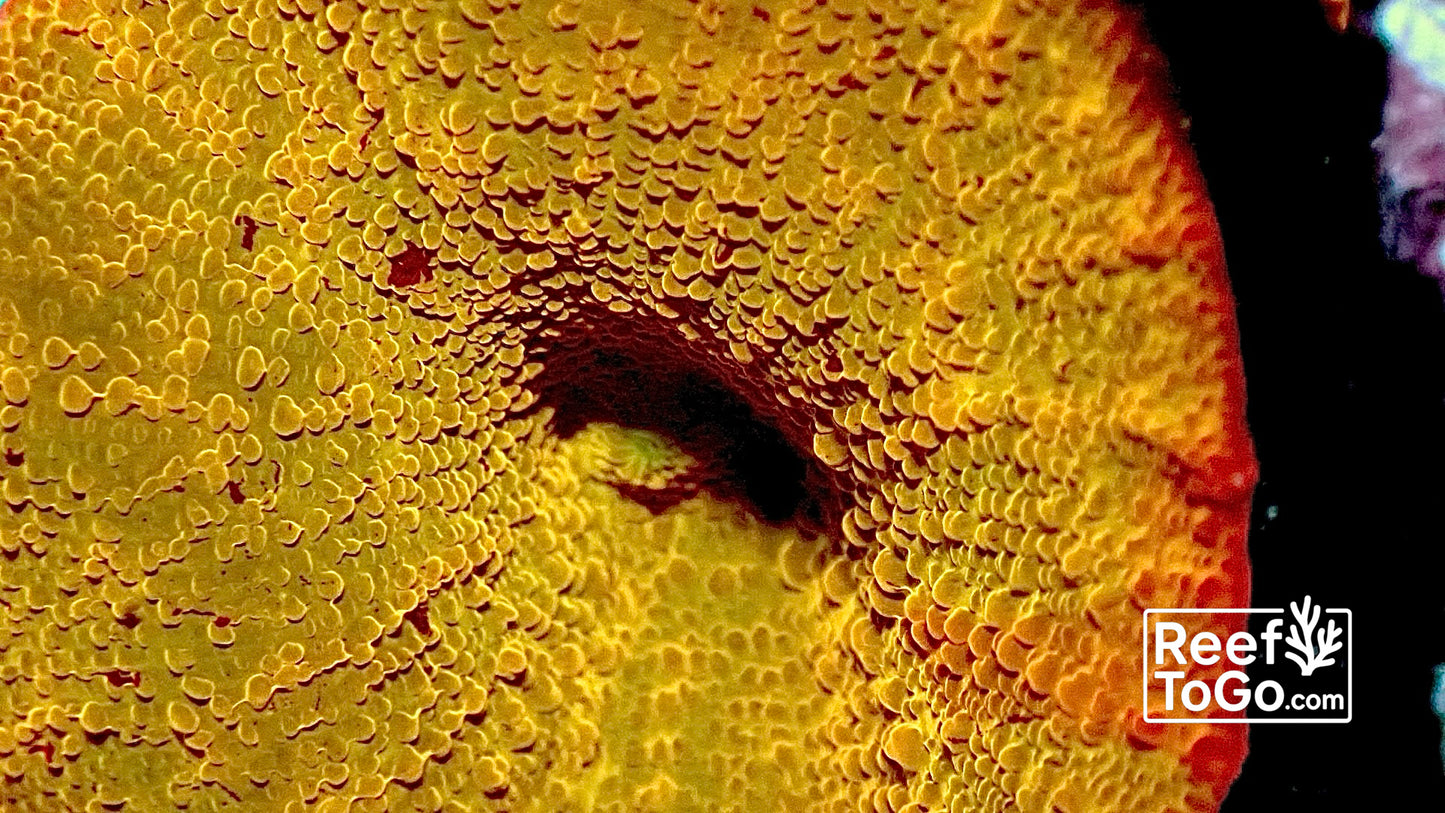 Jawbreaker discosoma 1” mushroom