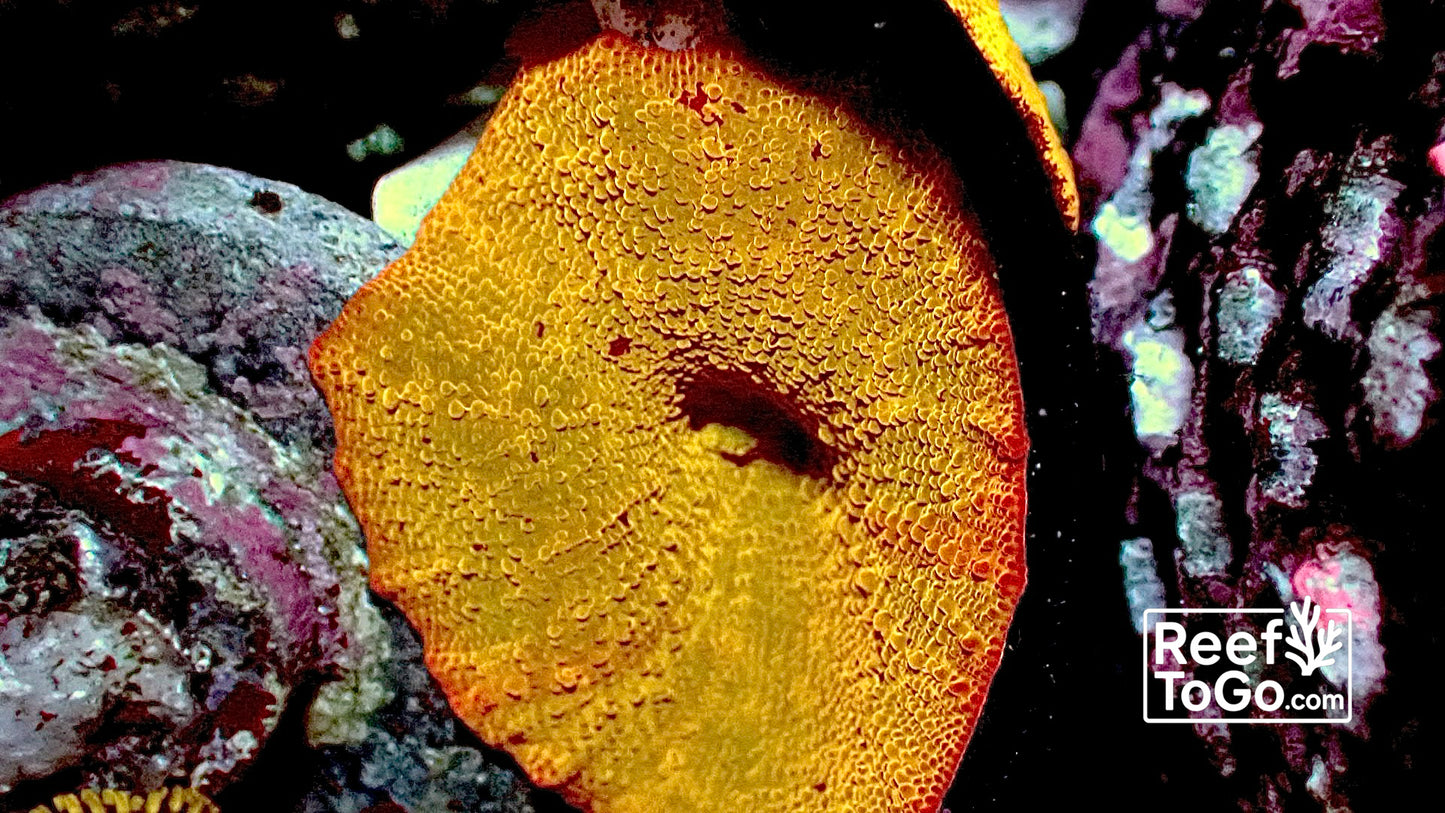 Jawbreaker discosoma 1” mushroom
