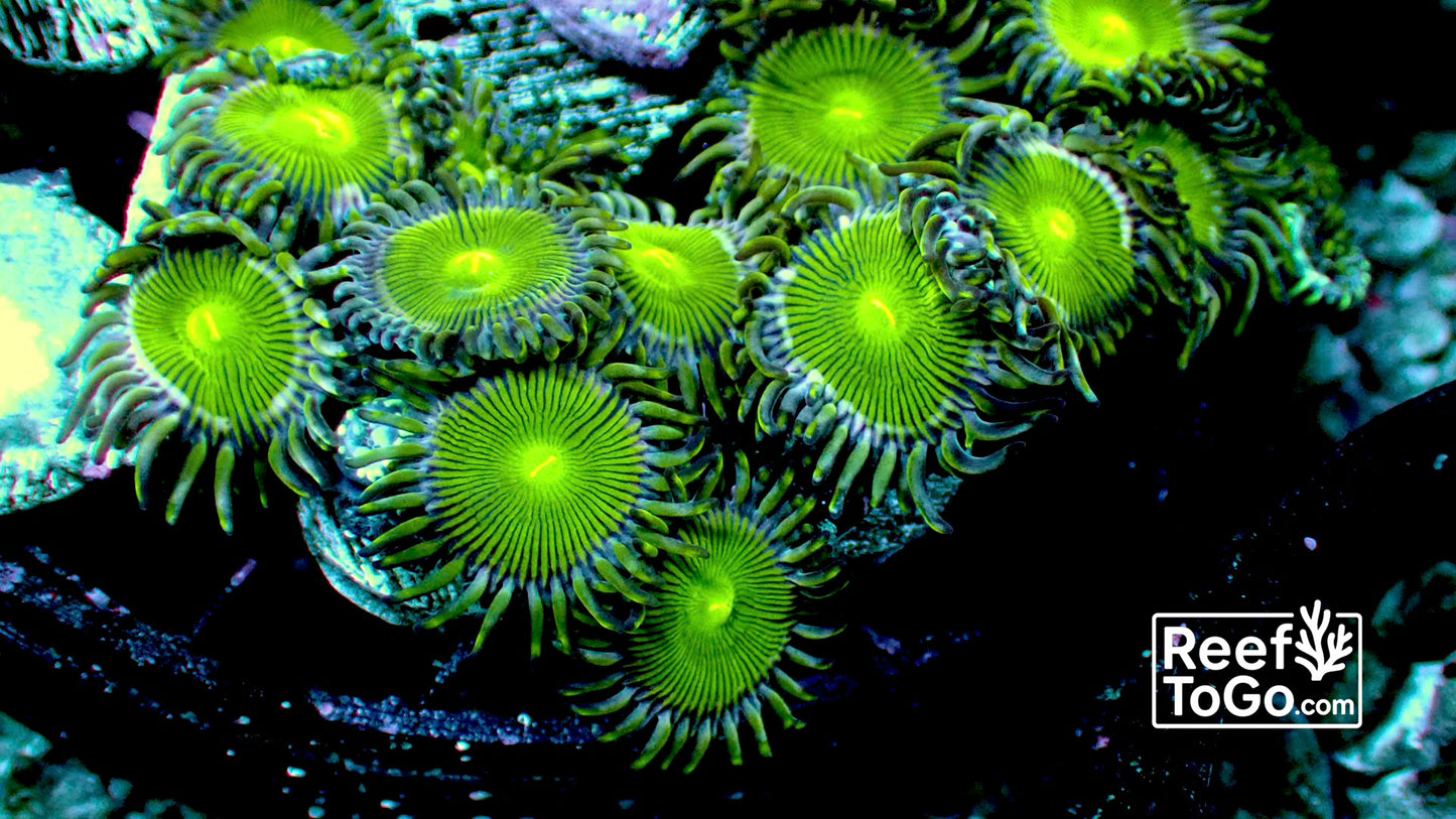 Grinch zoas 1” frag 3+ heads